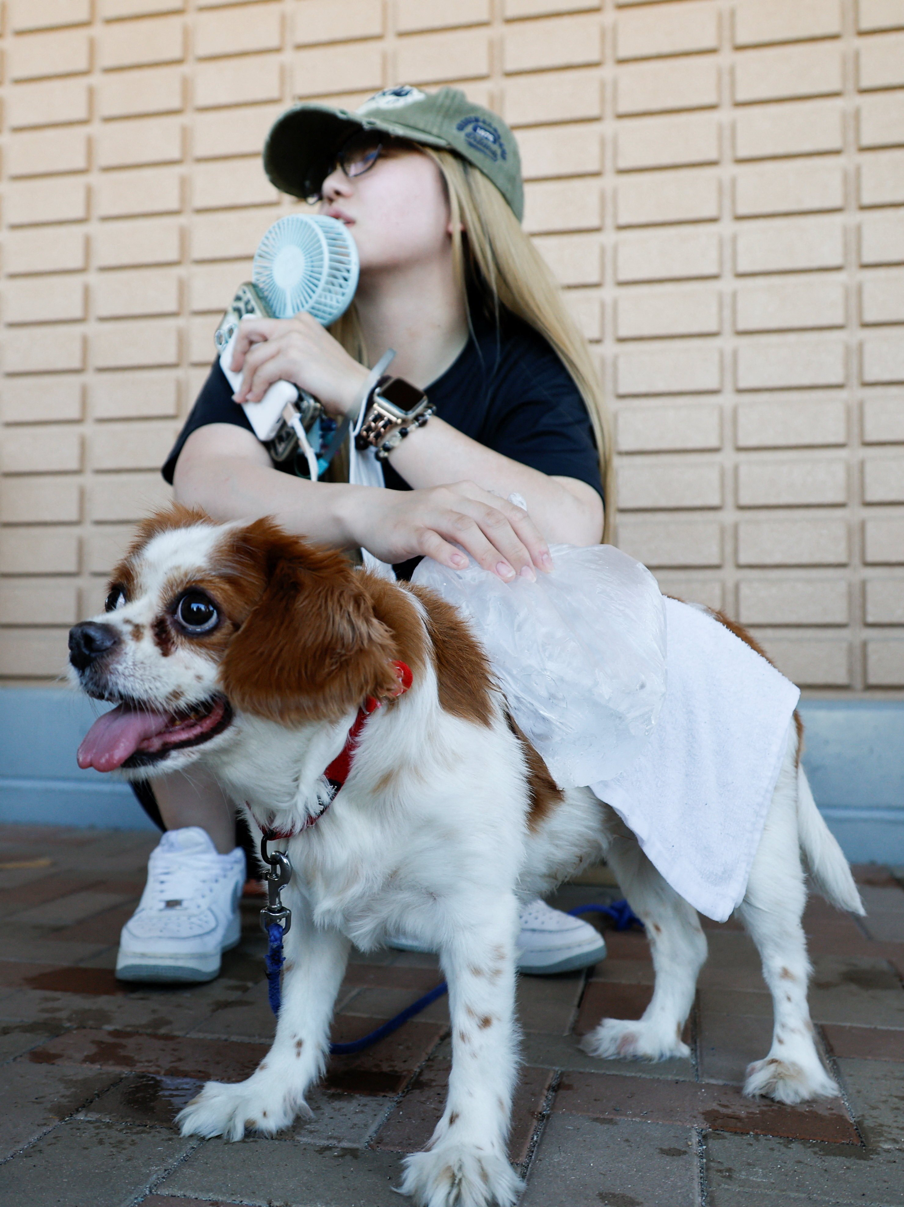 A woman places an ice bag on her grandmother’s pet dog at a shelter for people whose homes were damaged by an earthquake in Uki on Thursday. Photo: Reuters