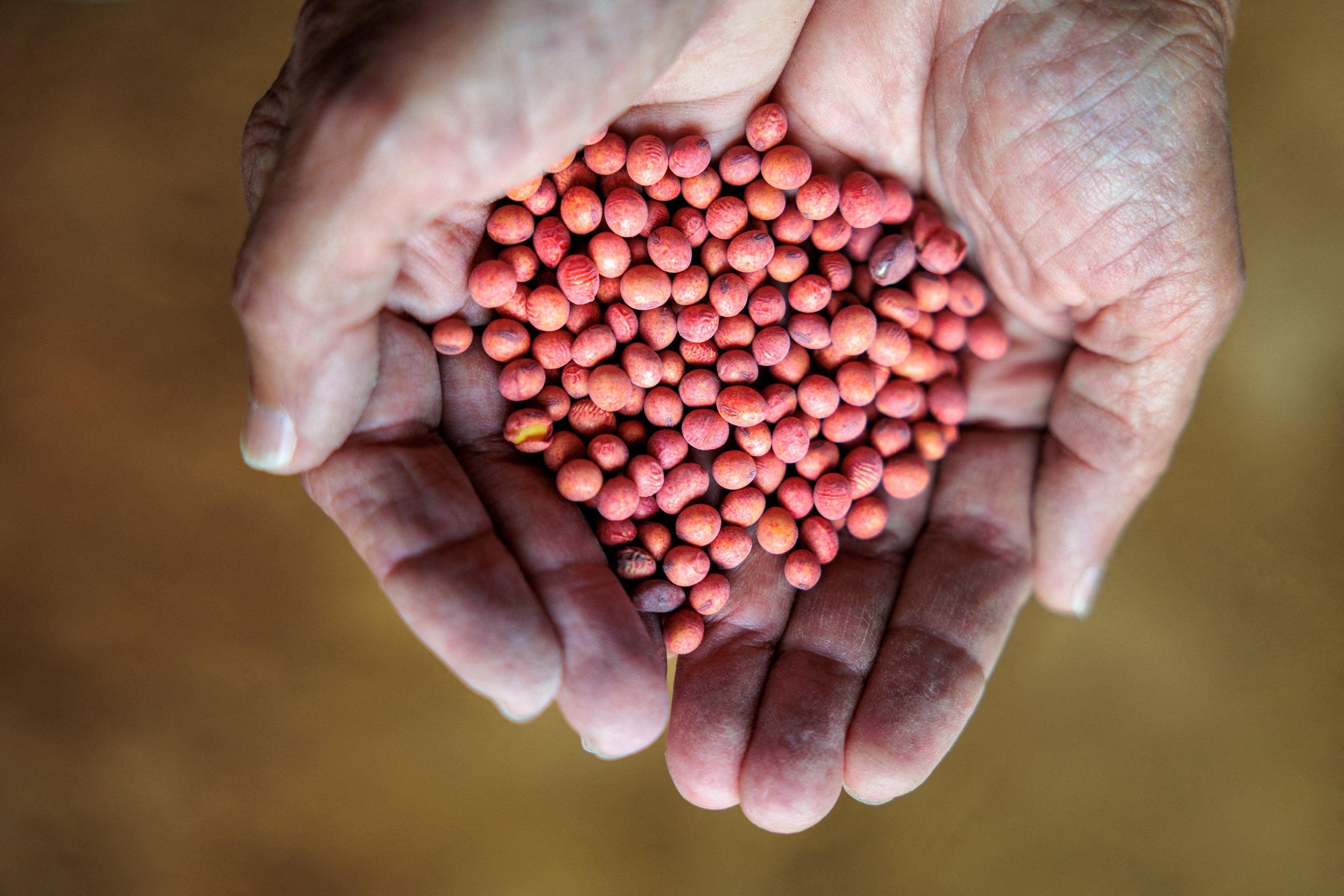 Farmer Susan Watkins holds soybean seeds on her farm in Sutherland, Virginia, in April. Photo: Reuters