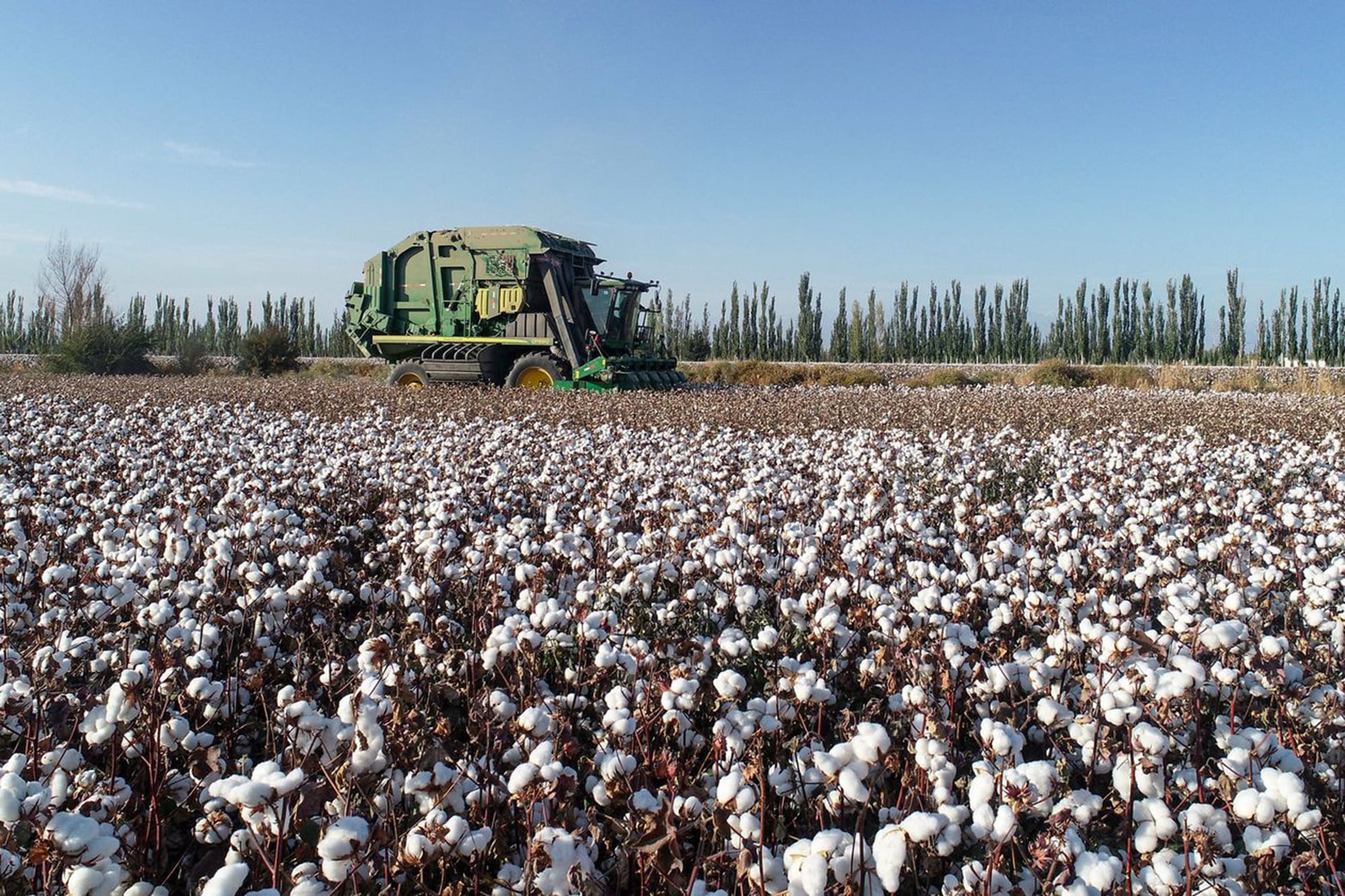 Cotton is harvested in China’s Xinjiang Uygur autonomous region. Photo: Zuma Press