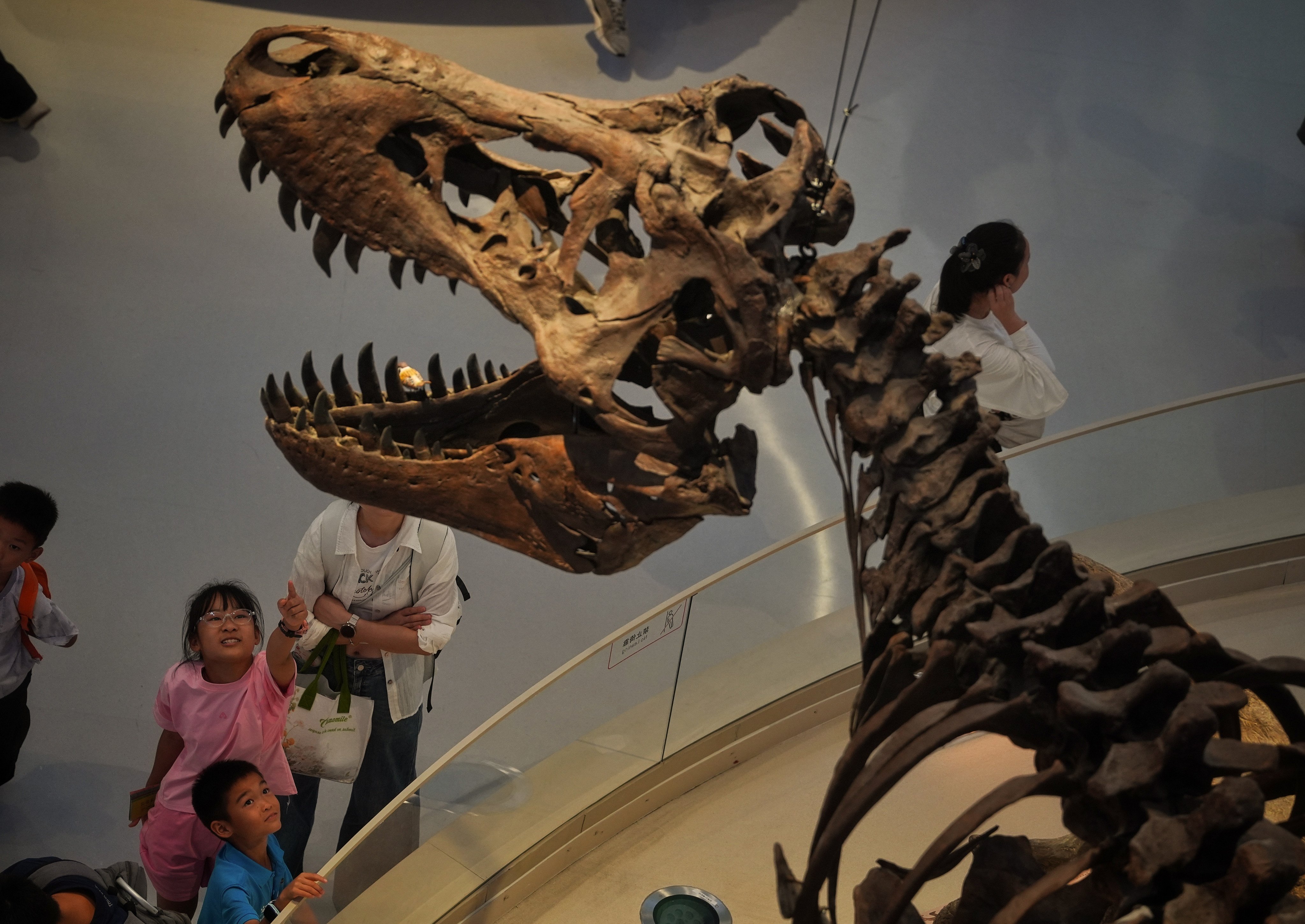 The Dinosaur Hall of the Shenzhen Natural History Museum. Photo: Elson Li