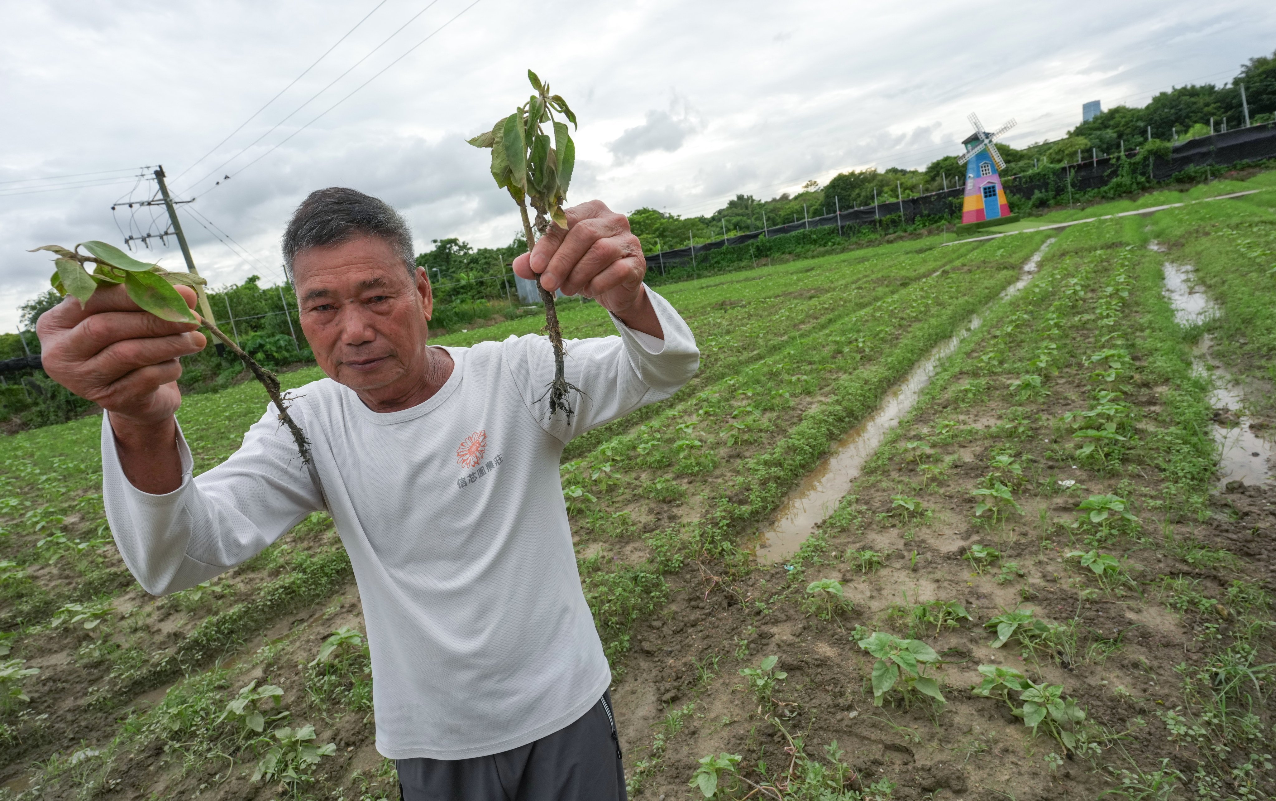 Leung Yat-shun of Shun Sum Yuen farm is trying to salvage a sunflower field ruined by heavy rain. Photo: Jelly Tse