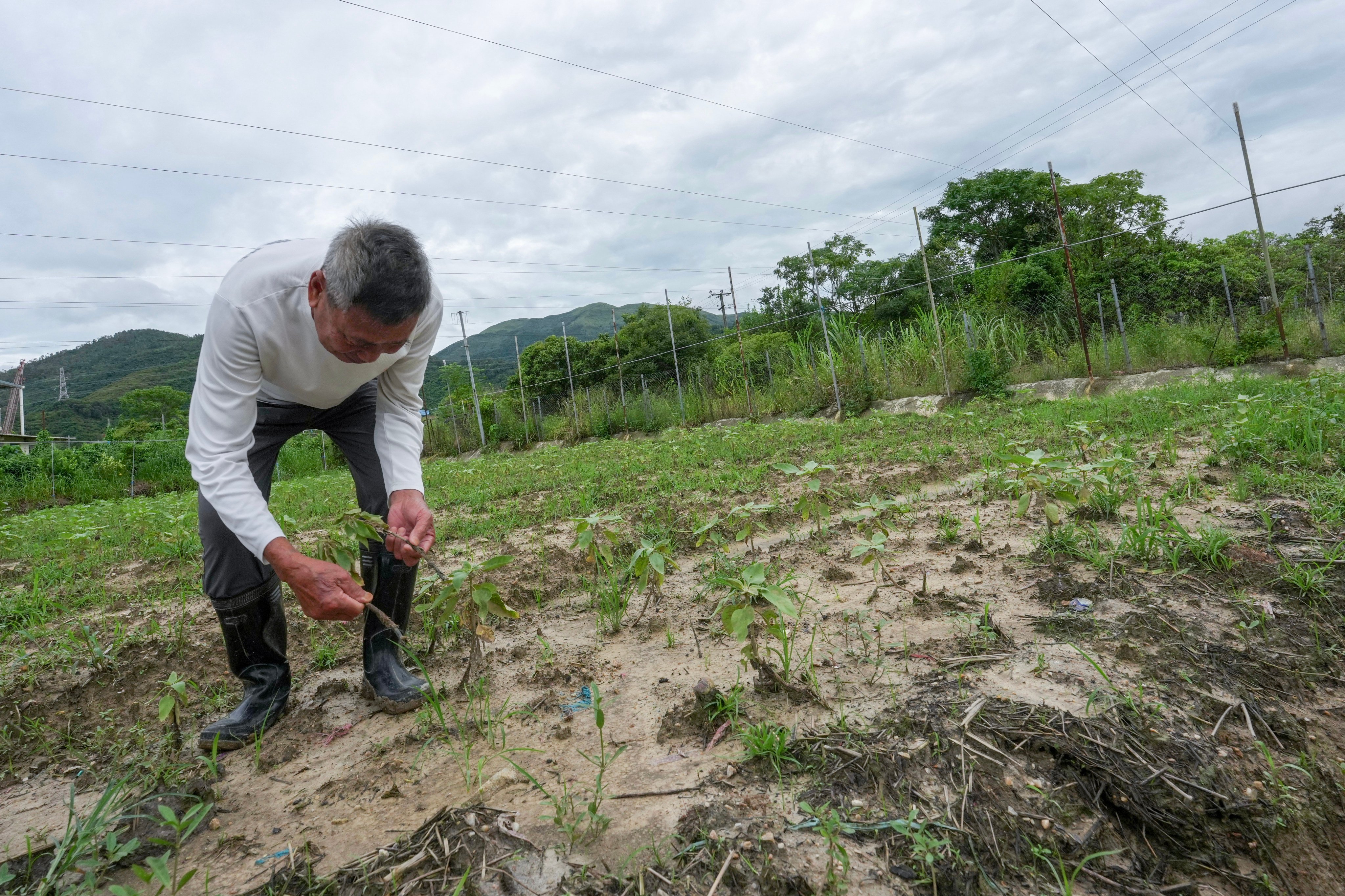 scmp.com - Theodora Yu - Non-stop summer rain leaves Hong Kong farmers with heavy losses as crops fail