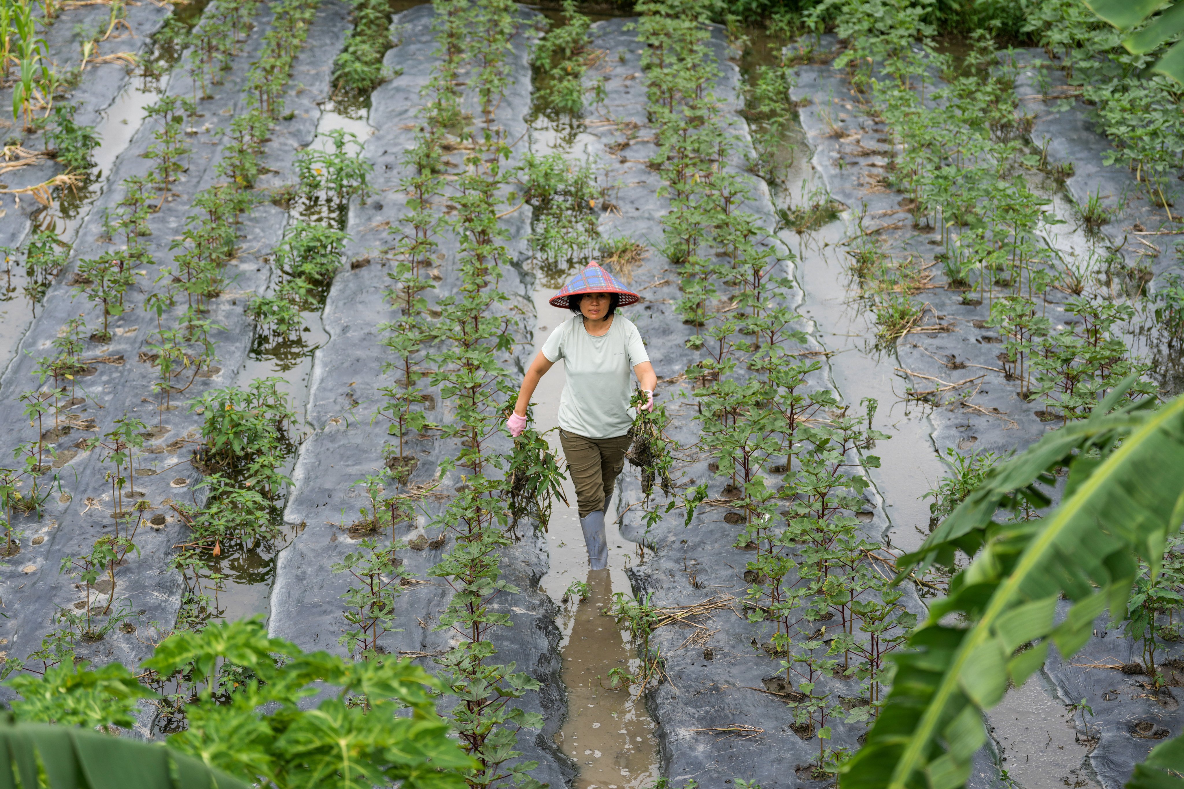 Blue Girl Organic Farm has also taken a hit from heavy rain. Photo: Dickson Lee