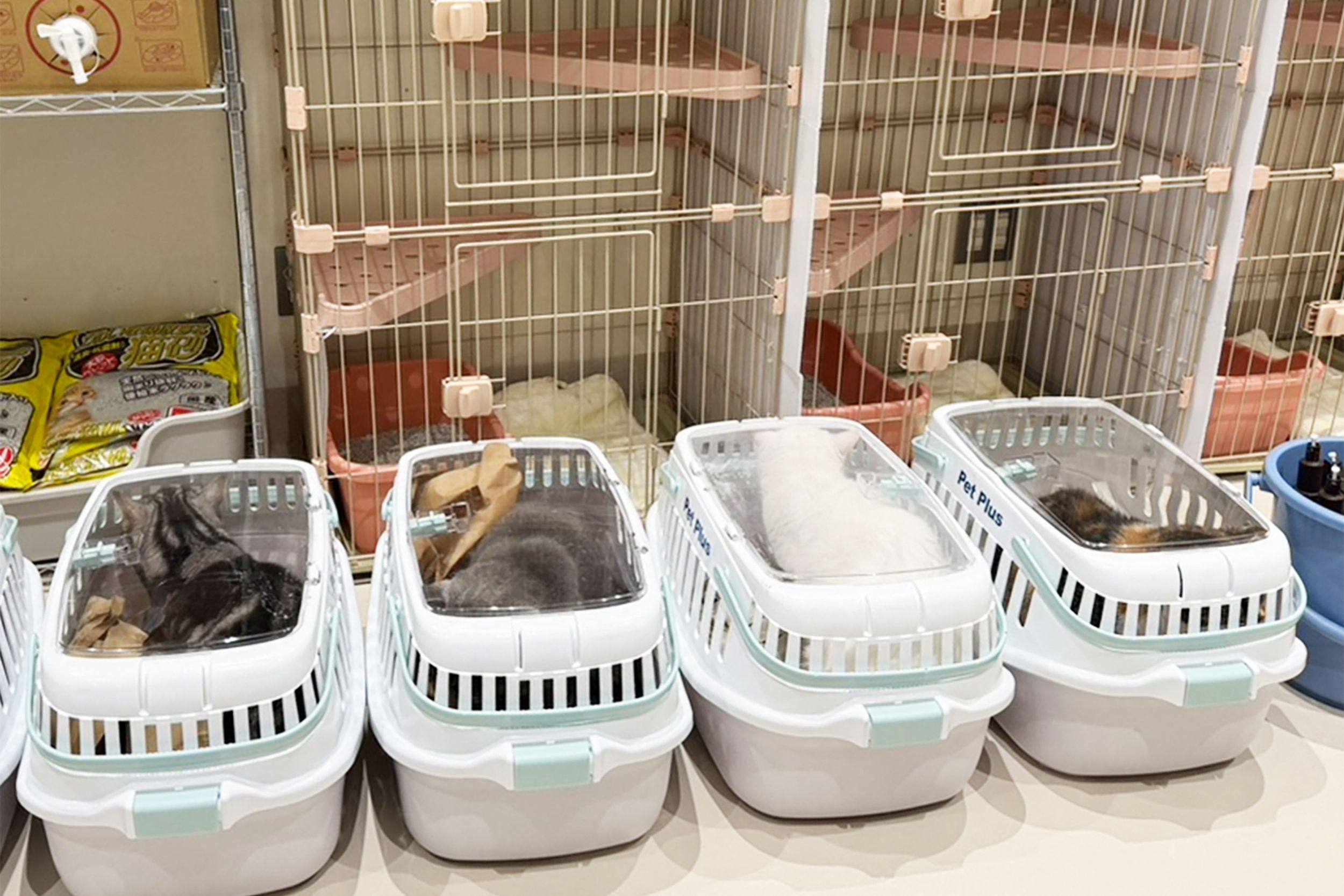 Animals rescued from a cat cafe in Aeon Mall Kumamoto are given shelter at a MOFF facility in Hiroshima on Thursday. Photo: MOFF/AFP