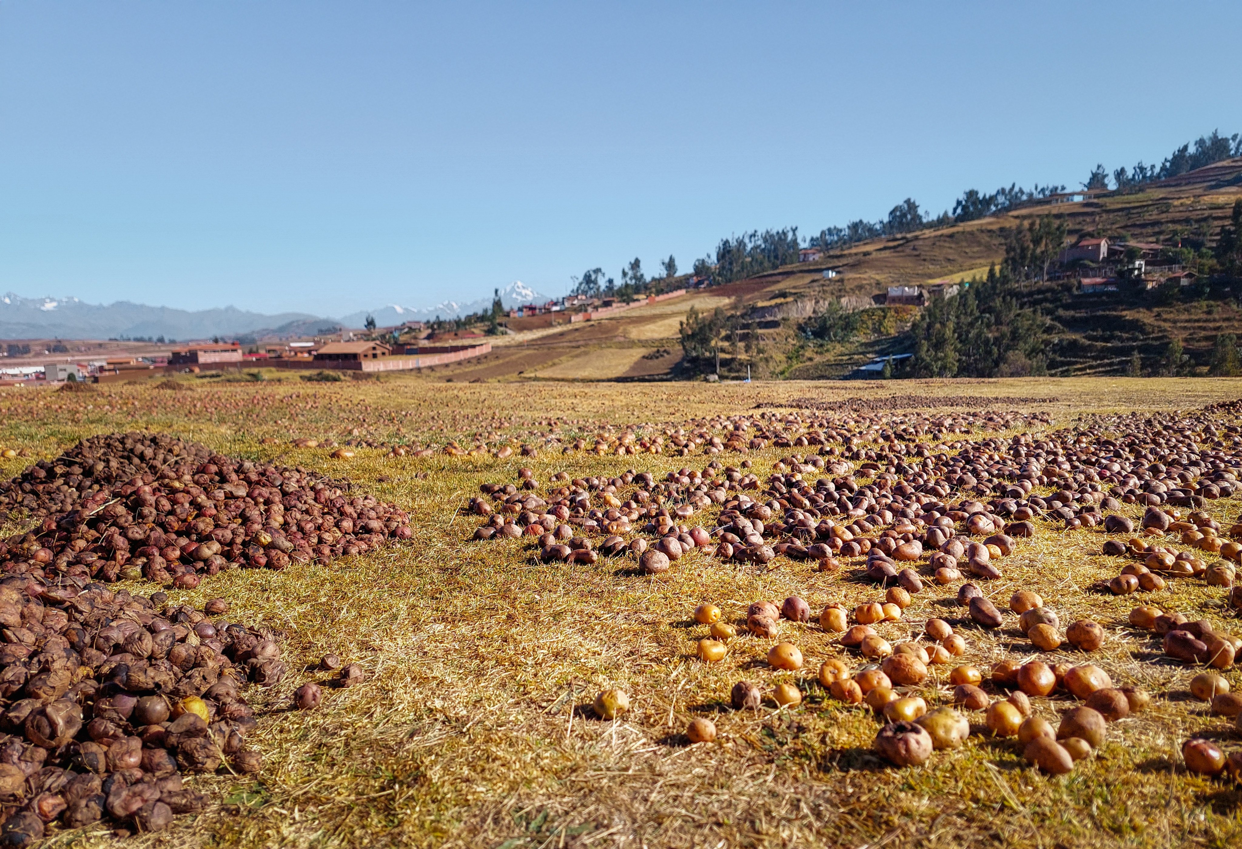 Potatoes dry in the sun in Peru’s Sacred Valley. Photo: Shutterstock