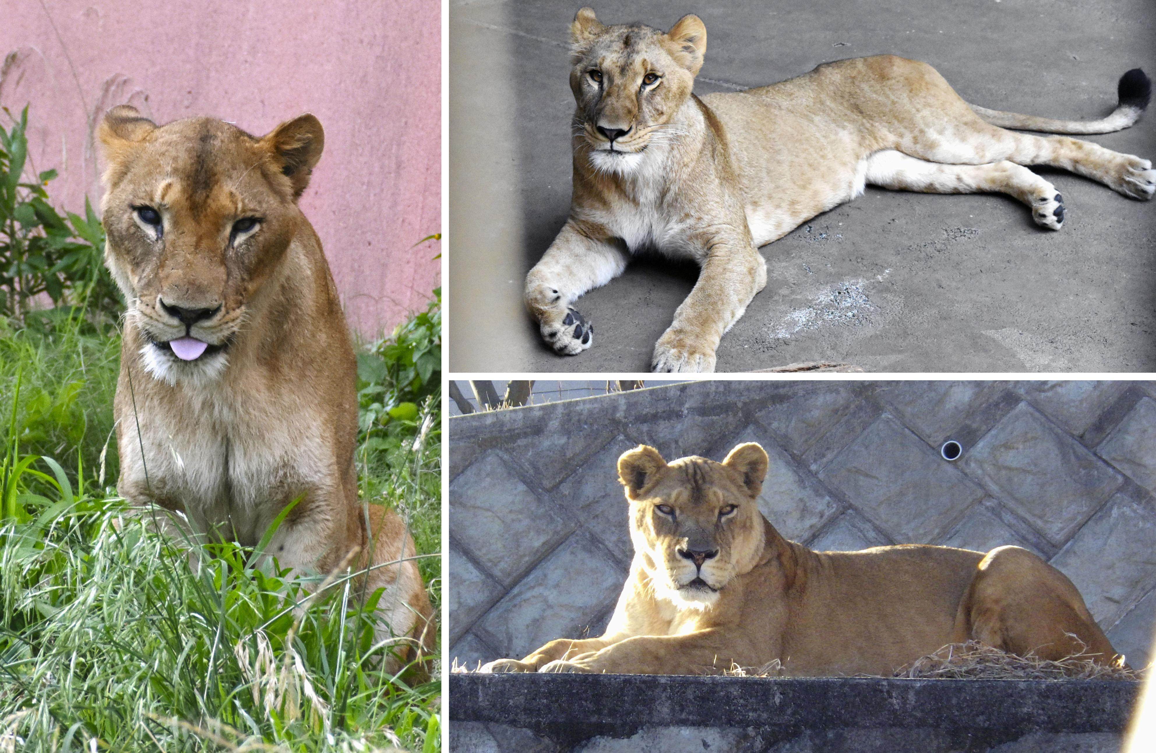 Three lions have died of suspected heatstroke at Tokyo’s Tama Zoological Park in Japan. Photo: Tokyo Zoological Park Society/Kyodo