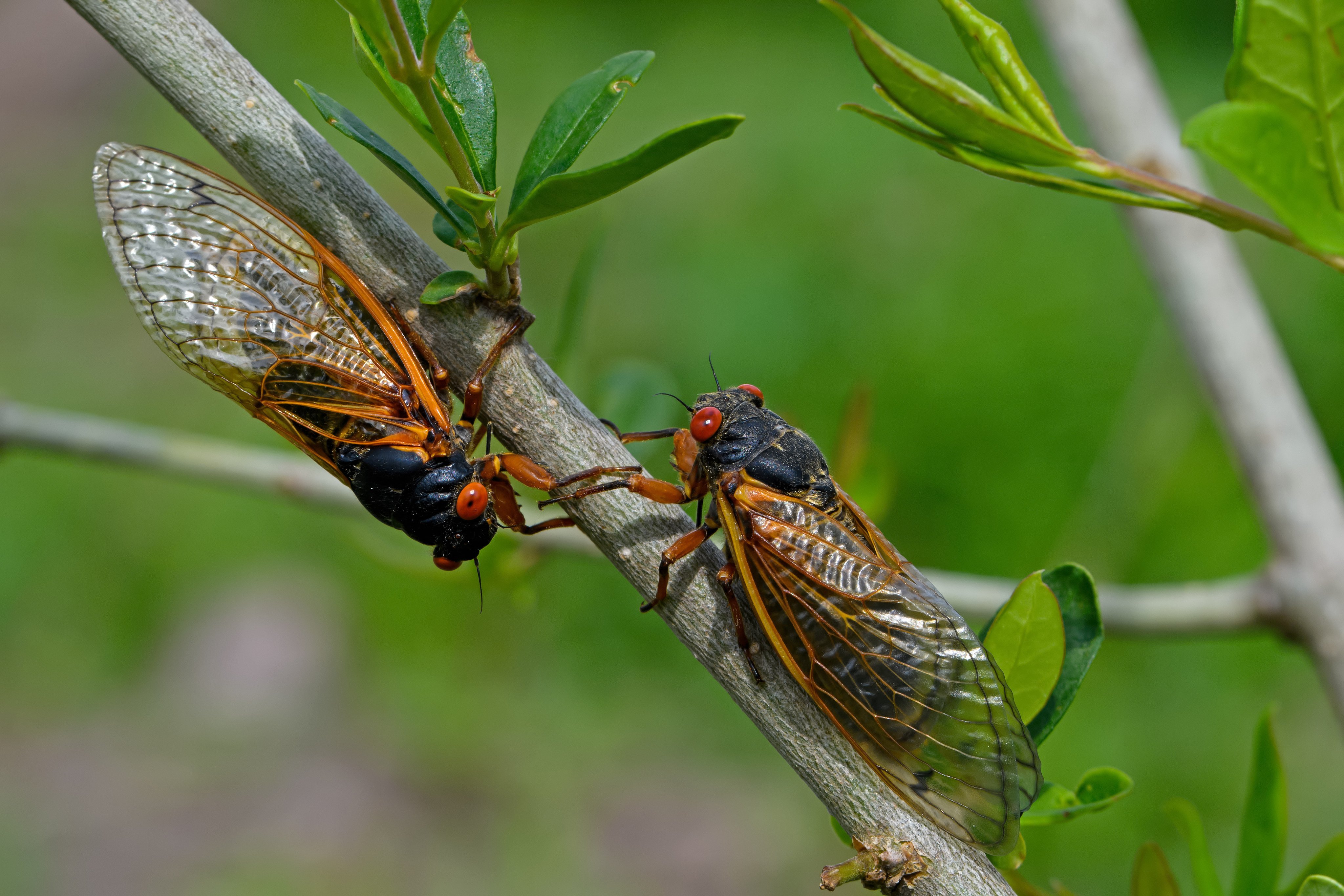 An 18-year-old student in China recently suffered temporary hearing loss after spending four hours camping in the mountains, surrounded by the sound of cicadas. Photo: Getty Images