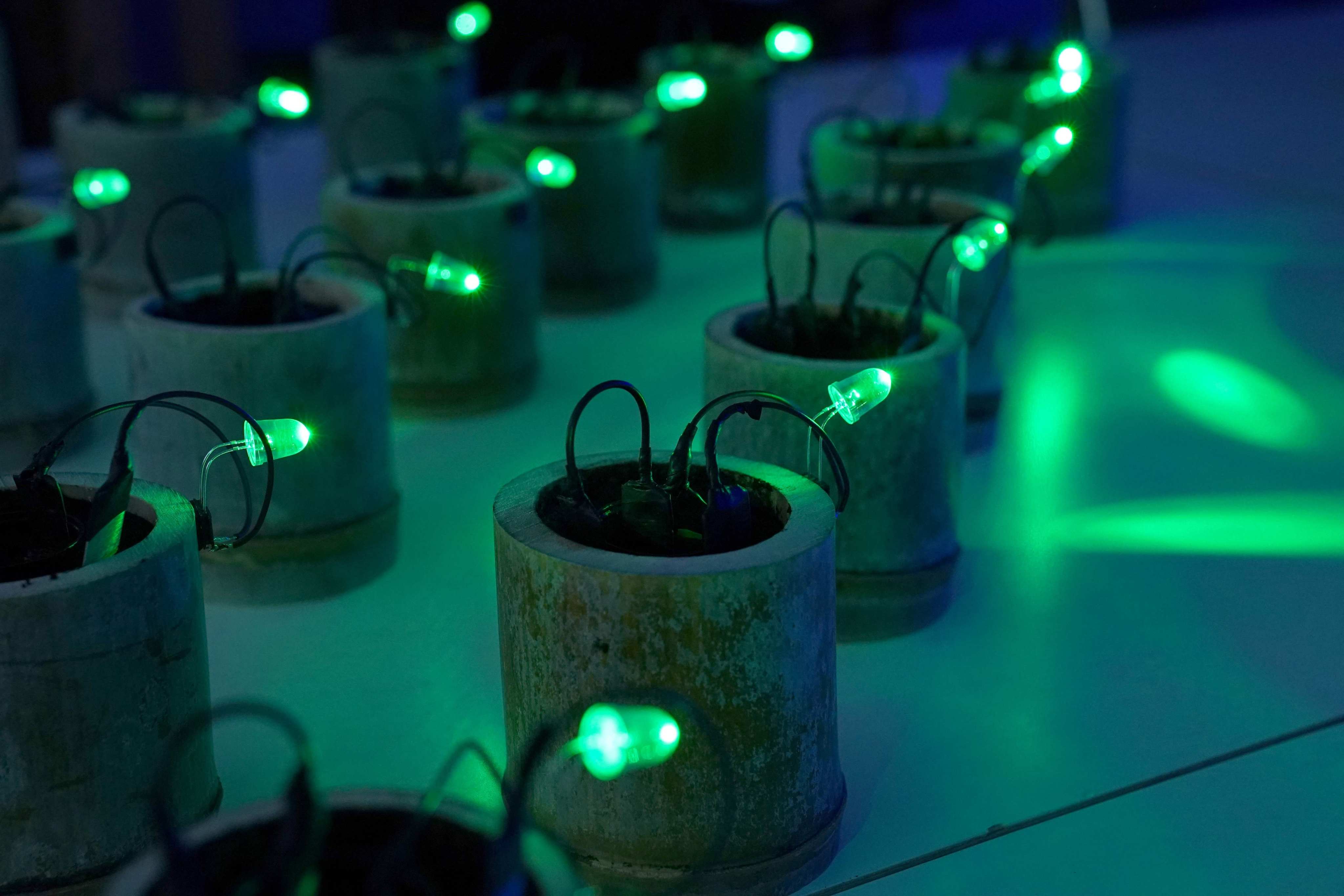 Ultra-small-scale power harvesting that generates electricity using organic materials such as soil and bamboo in Tokyo. Photo: AFP
