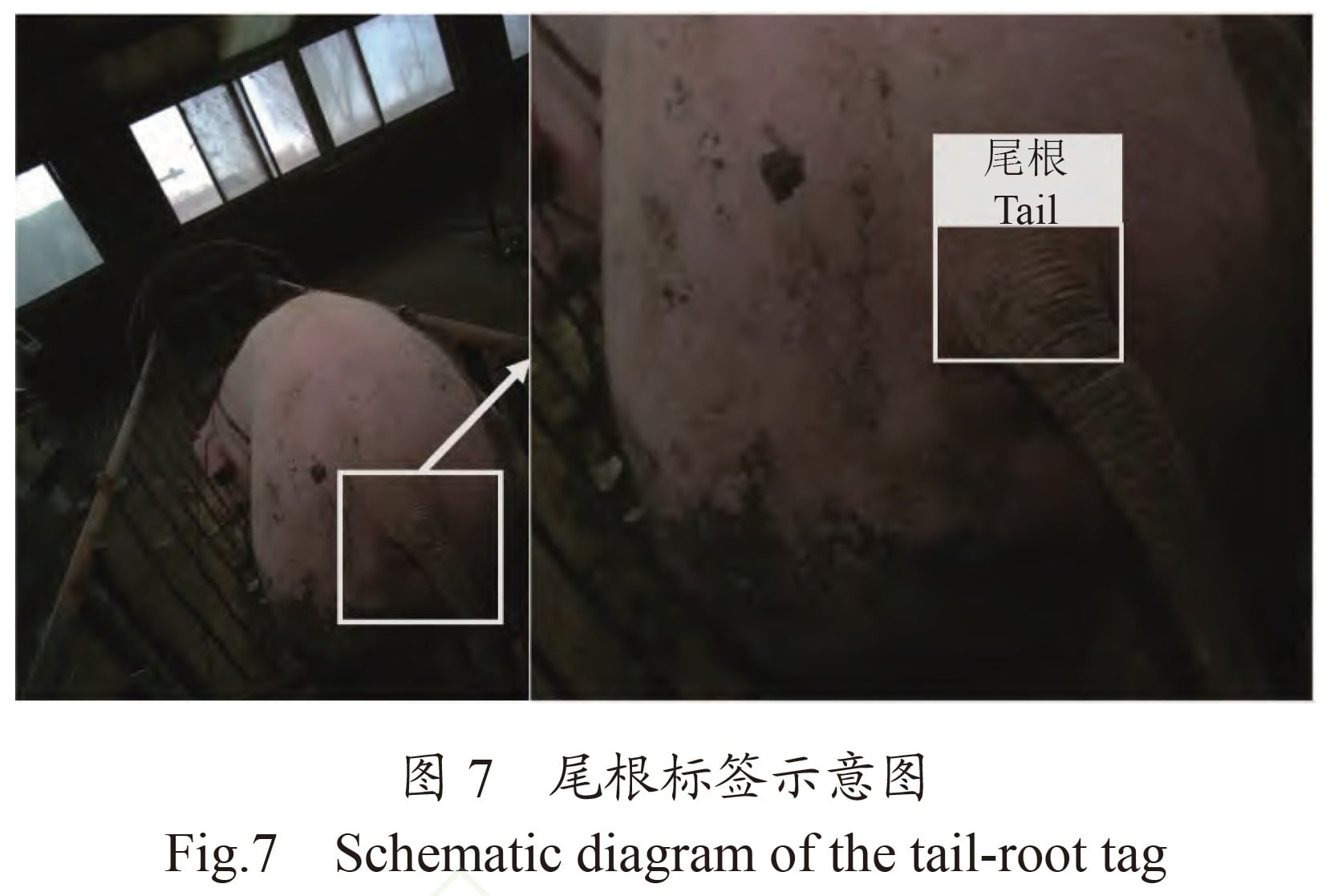 scmp.com - Chao Kong - Chinese AI robot delivers needle-free pig vaccinations with 93% accuracy