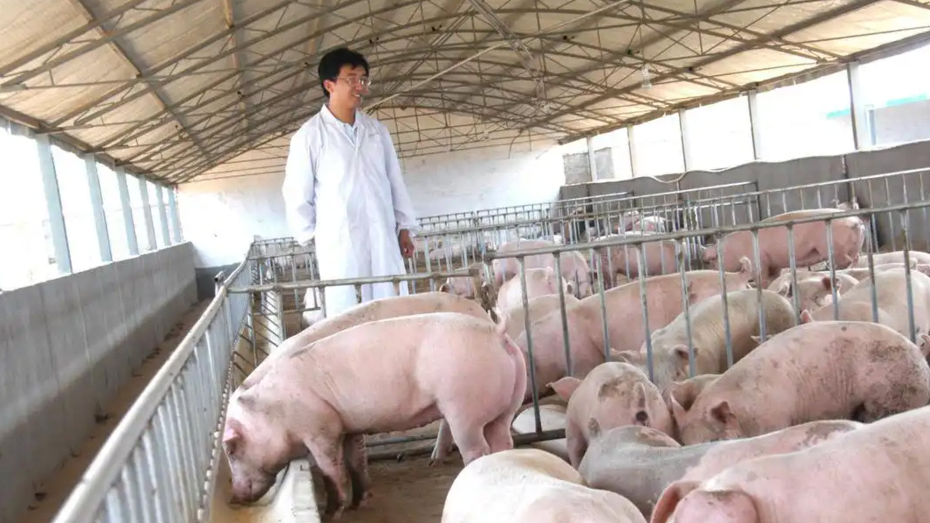 In 2023, a Chinese couple, known for their pig-farming fortune exceeding 100 million yuan (US$15 million), were detained on fraud charges but released due to insufficient evidence. Photo: Weibo