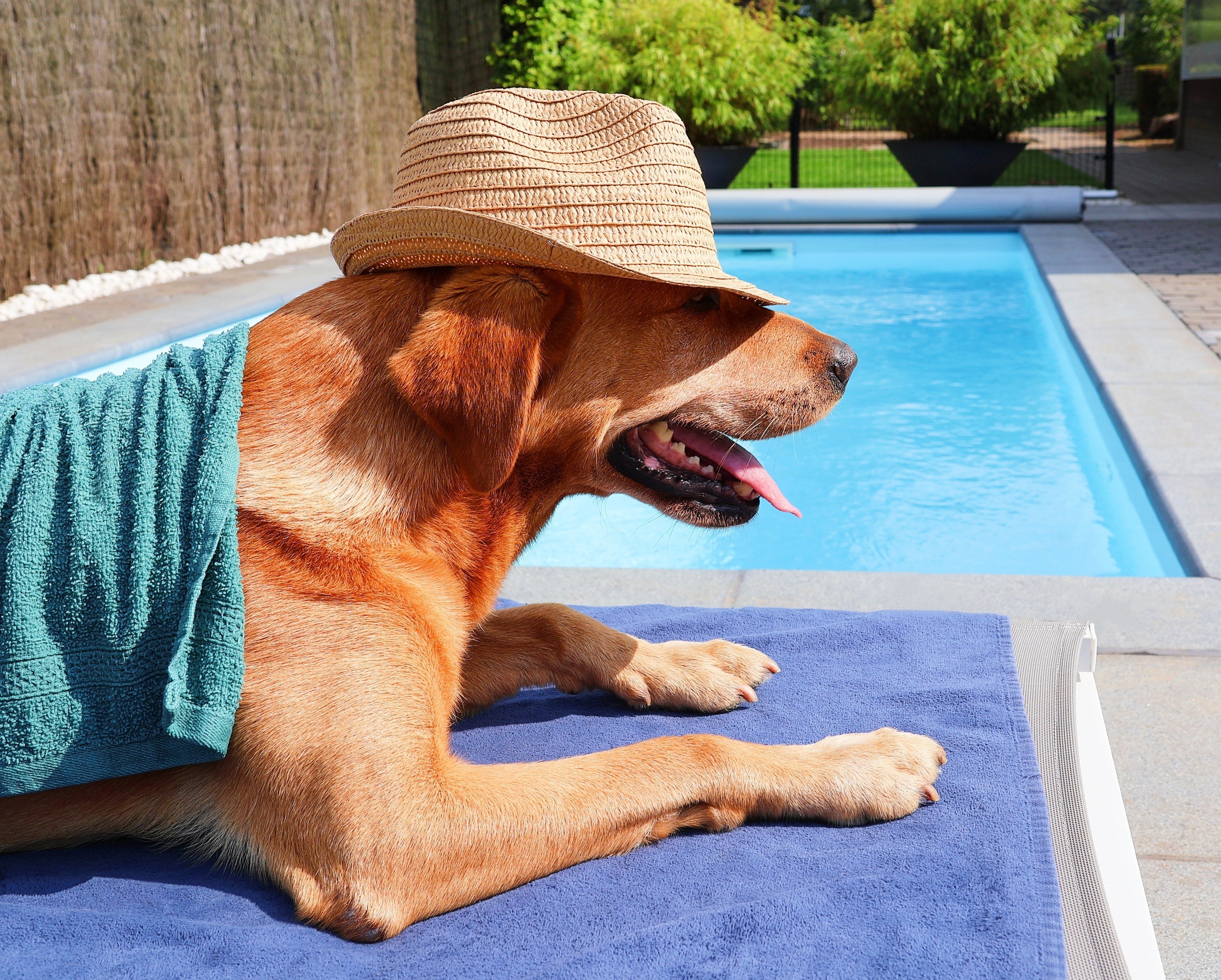 Pets can get sunburned just like humans, so make sure to protect them when you take them outside. Photo: Shutterstock