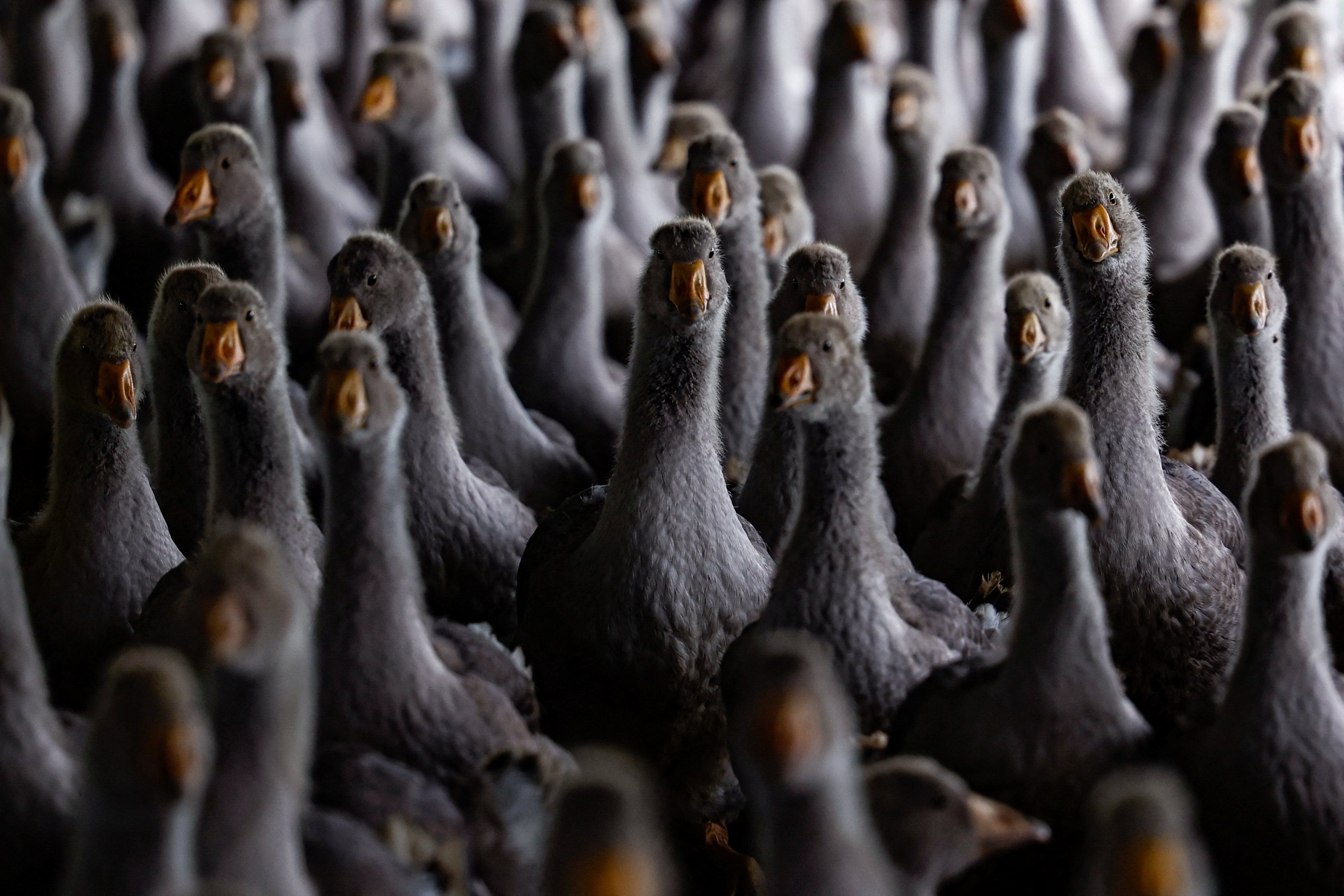 Geese are raised at a farm for foie gras production, in Huoqiu county, Anhui province, China, April 28, 2026. REUTERS/Tingshu Wang