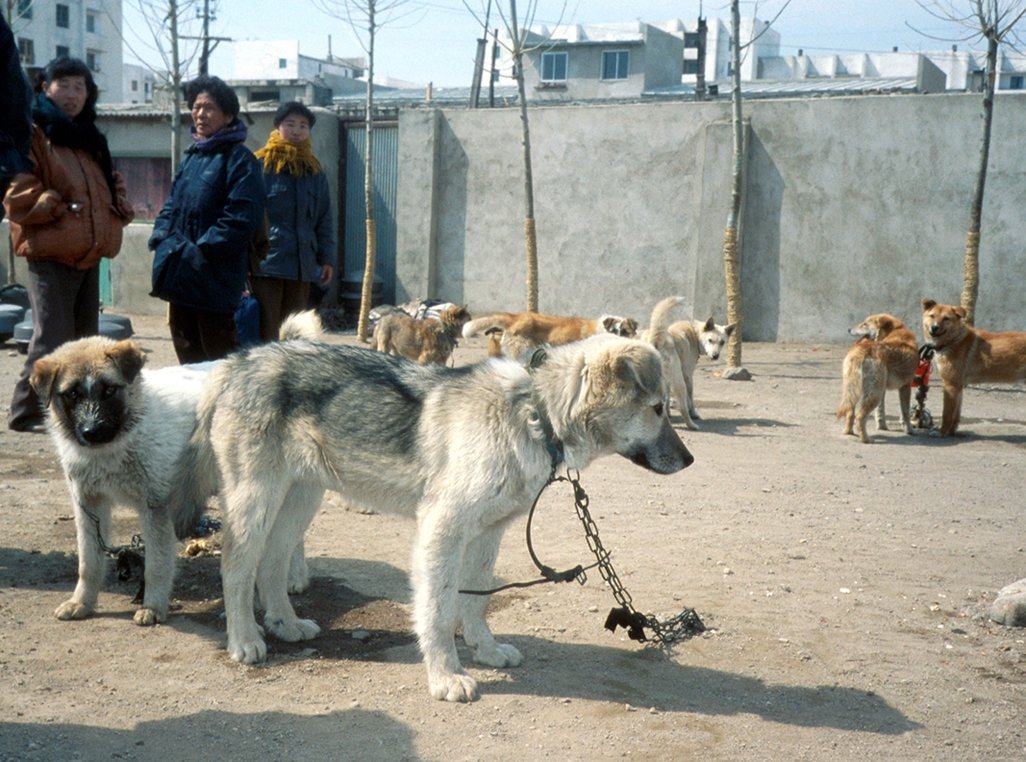 Live dogs for sale behind Rajin market in North Korea. Photo: SCMP