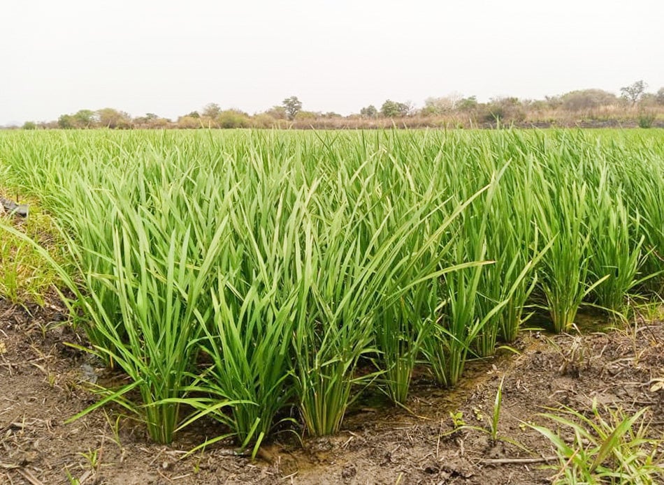 Green Agriculture West Africa Limited's R1 rice variety has proved popular for its resistance to disease and ability to grow on diverse terrain. Photo: Rice Farmers Association of Nigeria