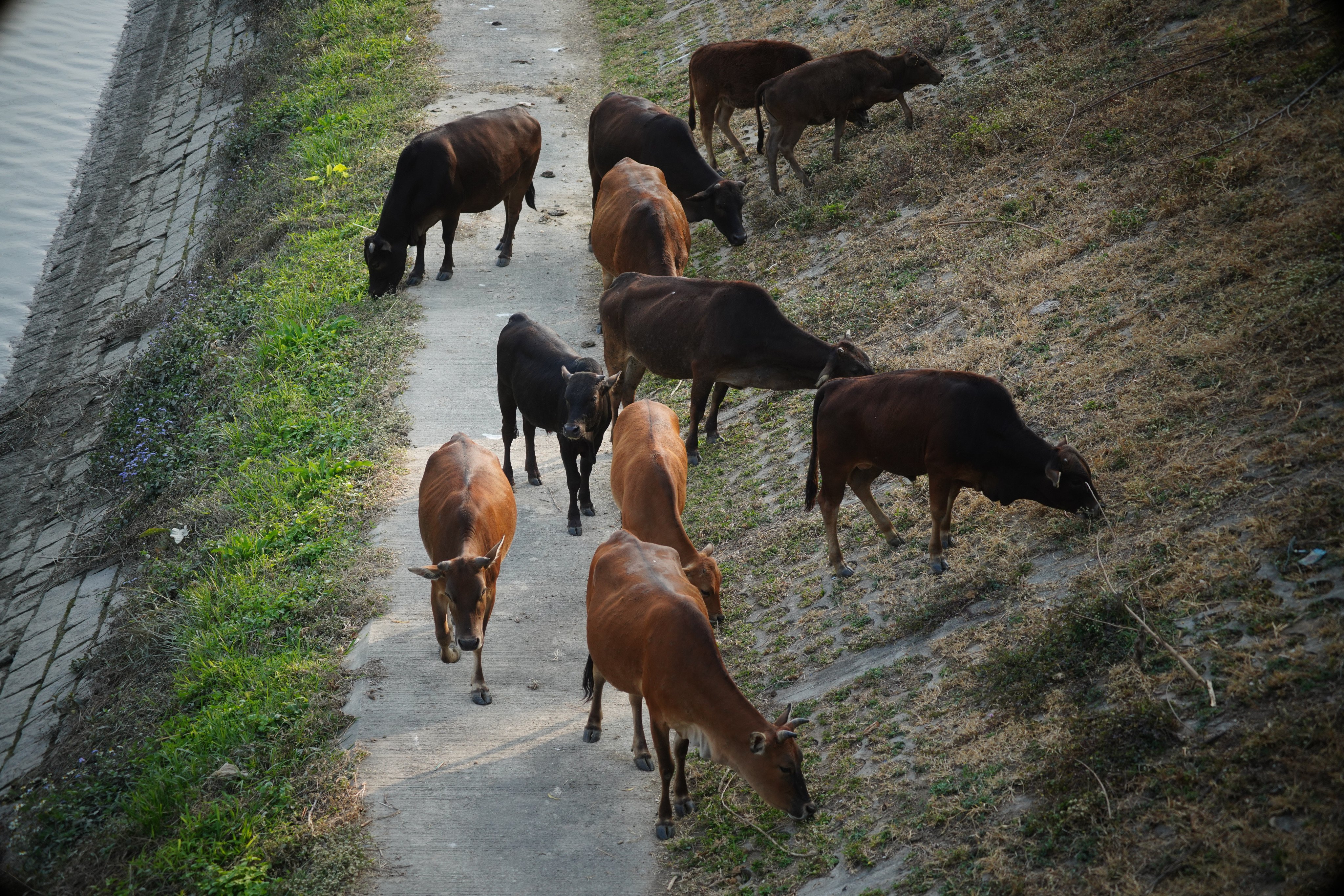 Wild cattle forage by the Ng Tung River in Sheung Shui. The AFCD says treating the New Territories purely as a rural area without regulating animal-keeping activities is no longer appropriate. Photo: Sam Tsang