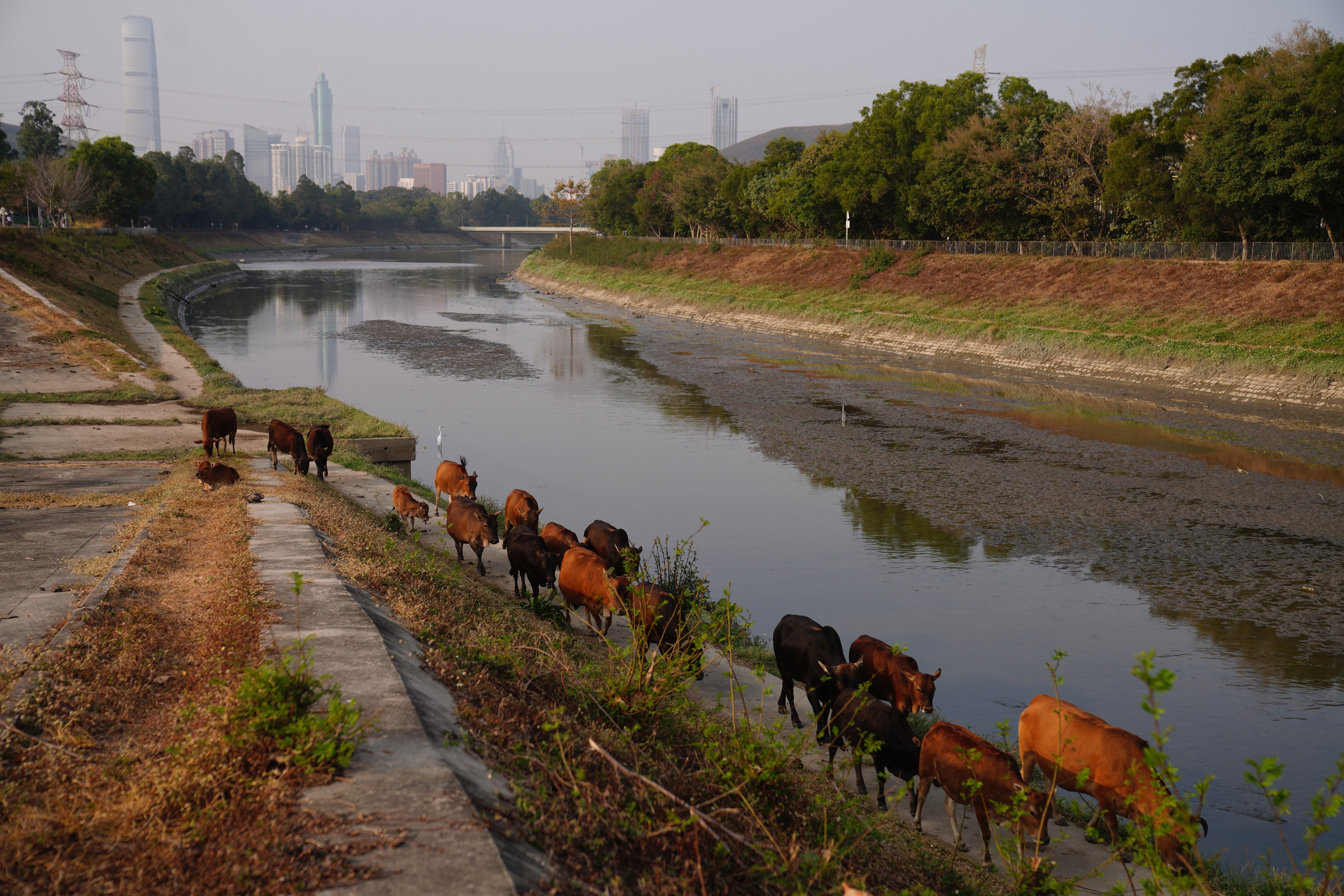 Wild cattle forage along the Ng Tung River in Sheung Shui. The AFCD says tighter regulation is also necessary in light of increasing rural-urban interaction driven by the Northern Metropolis megaproject. Photo: Sam Tsang