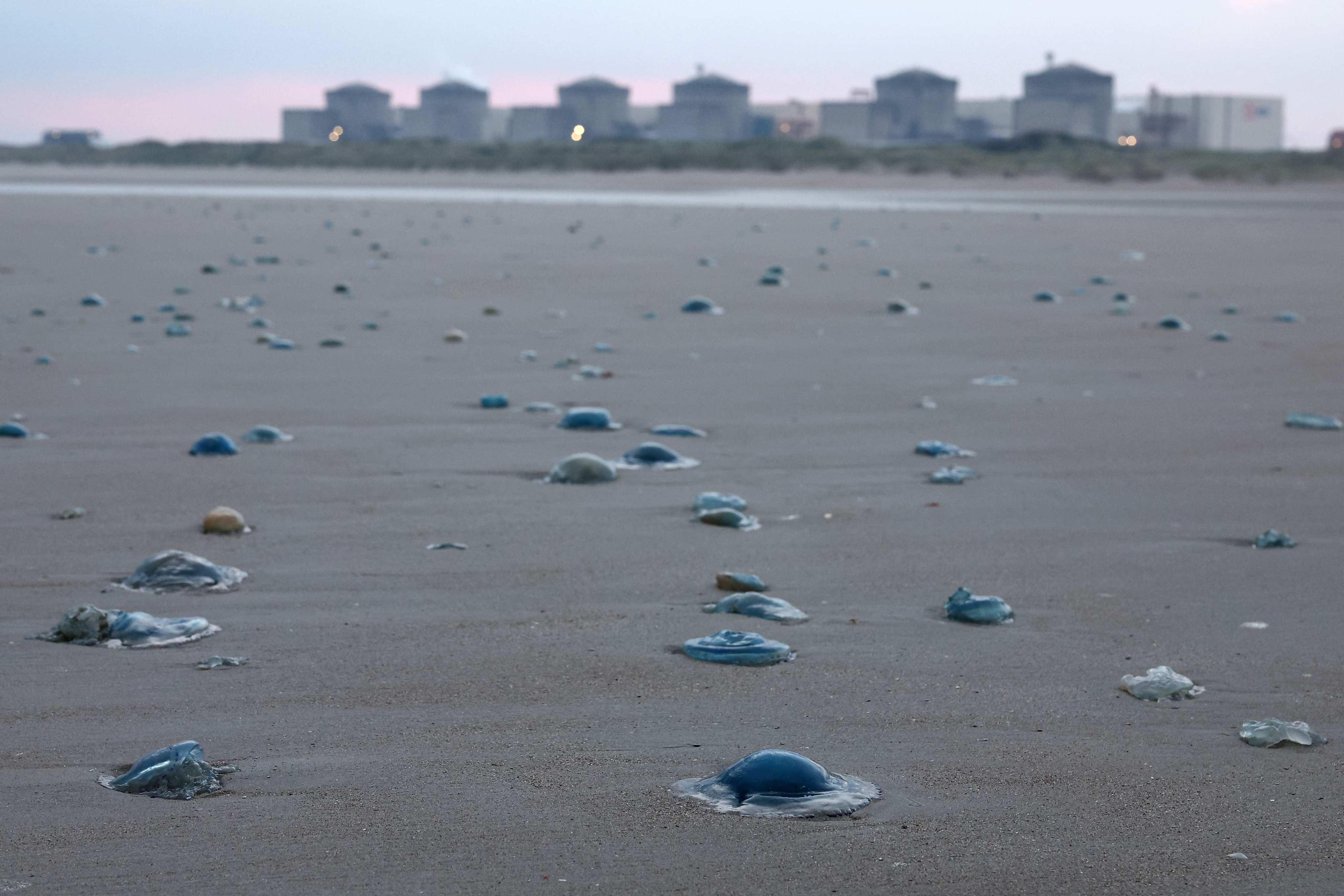 Jellyfish on the shore near the Gravelines nuclear power plant in northern France. A massive influx of jellyfish into the seawater pumping stations at Gravelines forced EDF to shut down three of its reactors on Monday. Photo: AFP