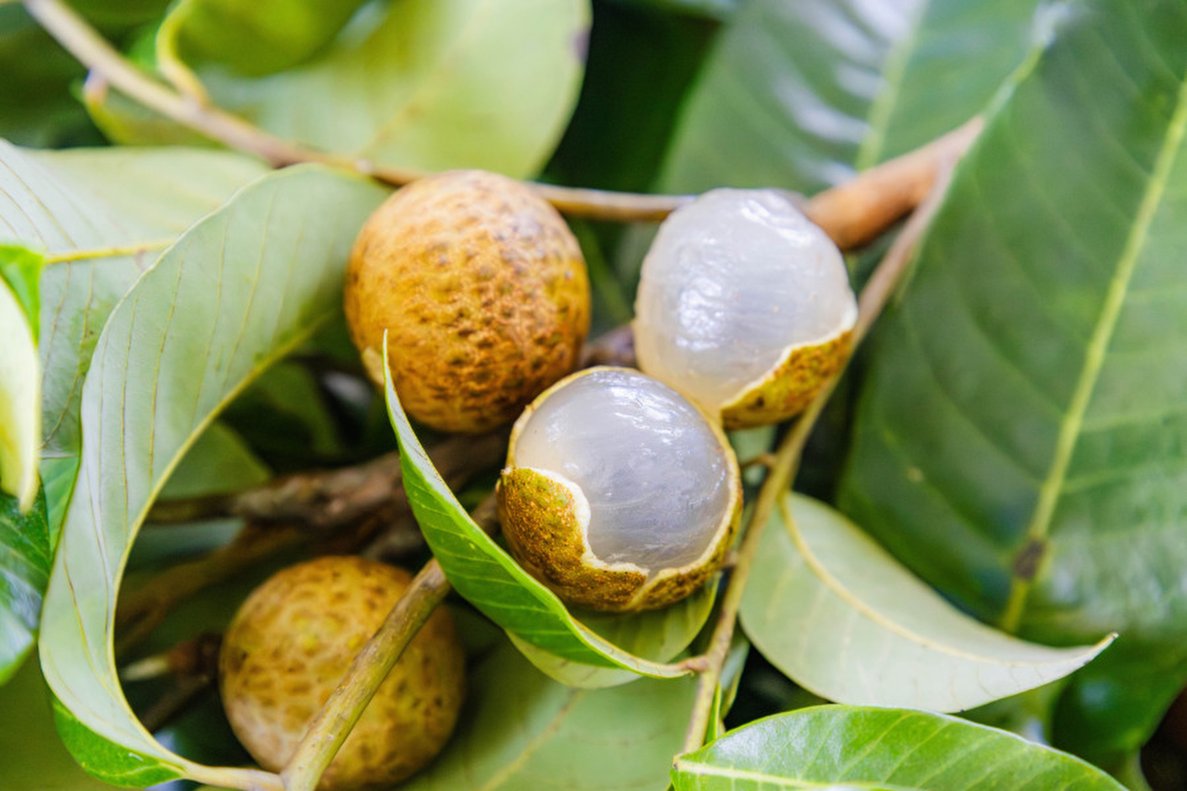 Chinese scientists have  crossed a lychee with a longan, producing a hybrid fruit called Cuimi that breaks long-standing reproductive barriers between plant genera for the first time. Photo: Guangzhou Daily
