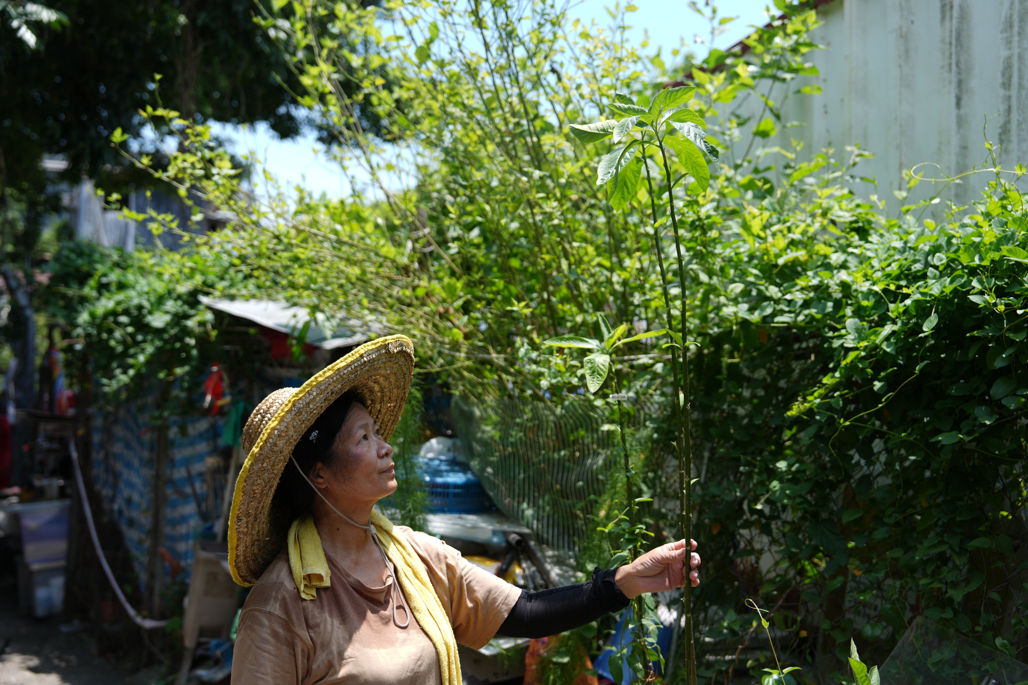 Cha Kwo Ling resident Mrs Lam displays her medicinal herbs. She says she will no longer be able to grow them after being rehoused. Photo: Sam Tsang