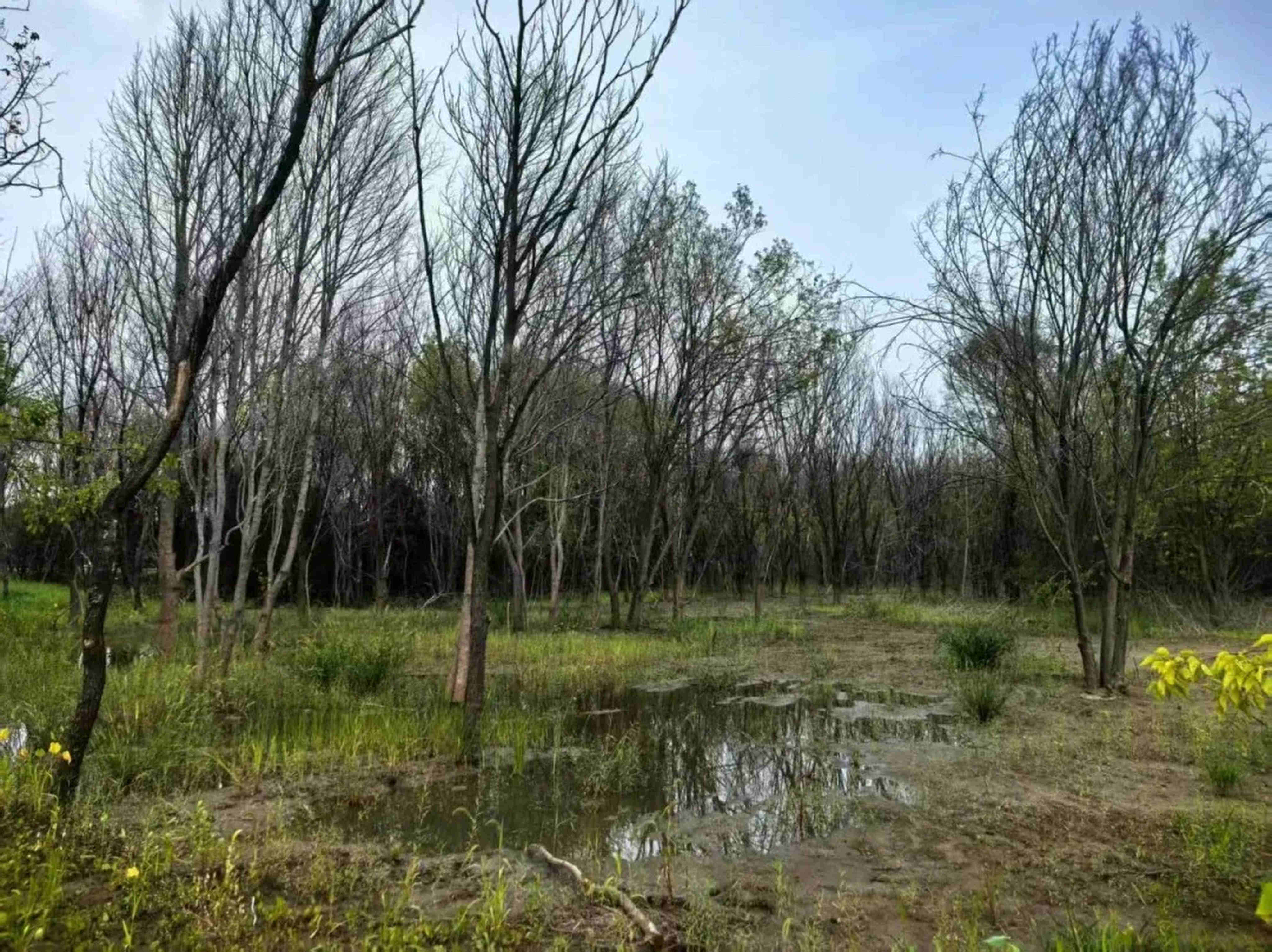 In Jinzhandian Park wetland,  thousands of trees have reportedly died across four wooded areas near the water. Photo: Handout