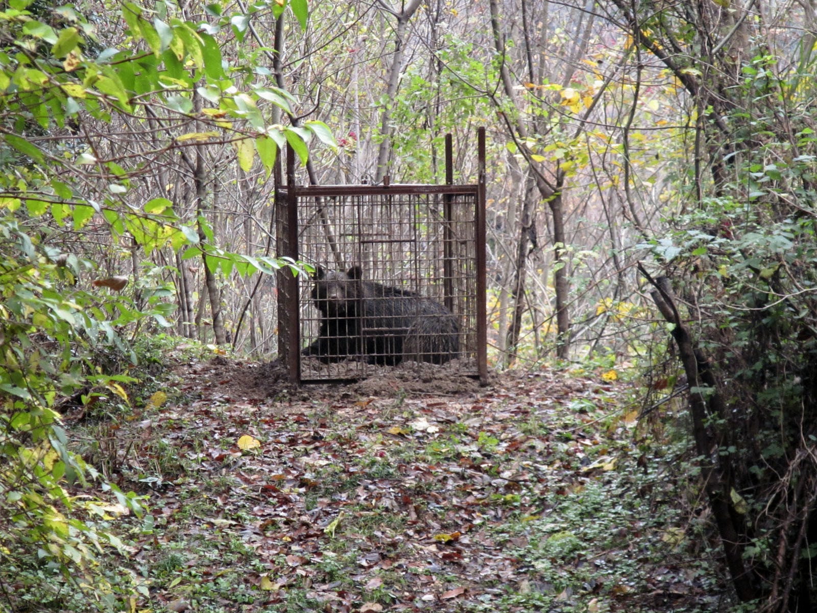 A bear captured in a box trap in Shimane prefecture, western Japan. Photo: Kyodo