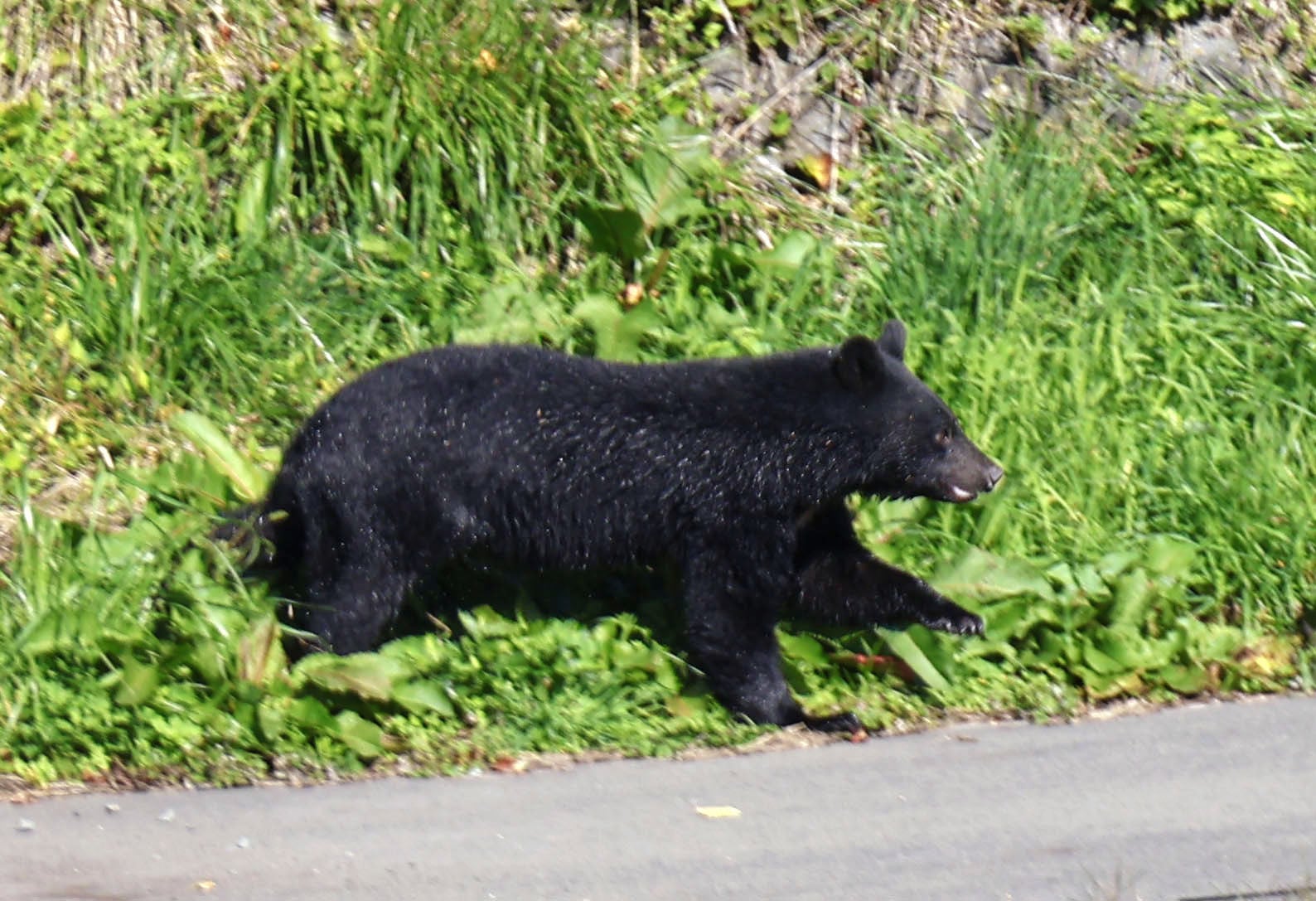 A bear seen on a riverbank in the city centre of Morioka in Iwate prefecture, northeastern Japan, last October. Photo: Kyodo