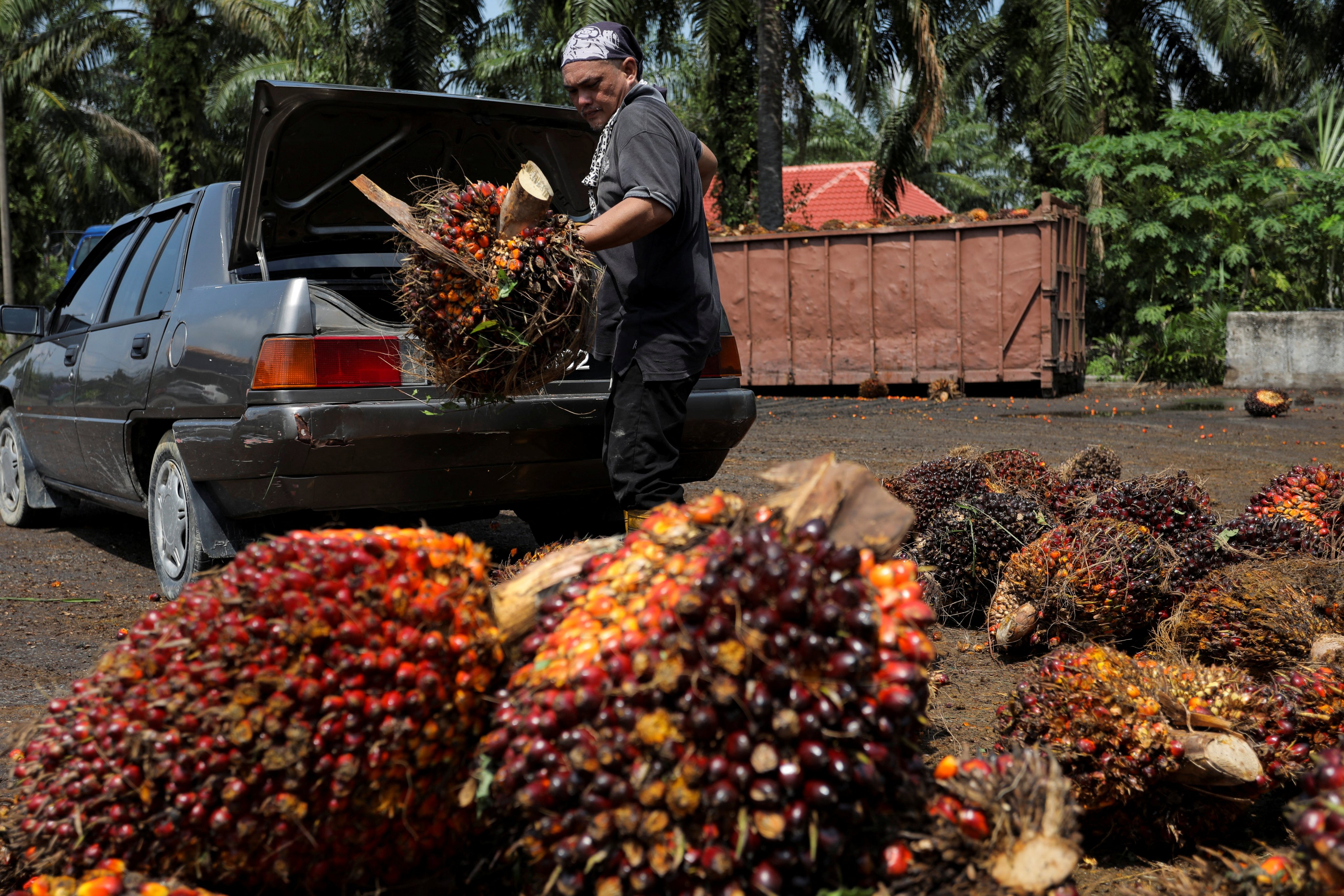 A man unloads the fresh fruit bunches from his car boot at a palm oil fruit collection centre for smallholders in Banting, Selangor, Malaysia. Photo: Reuters