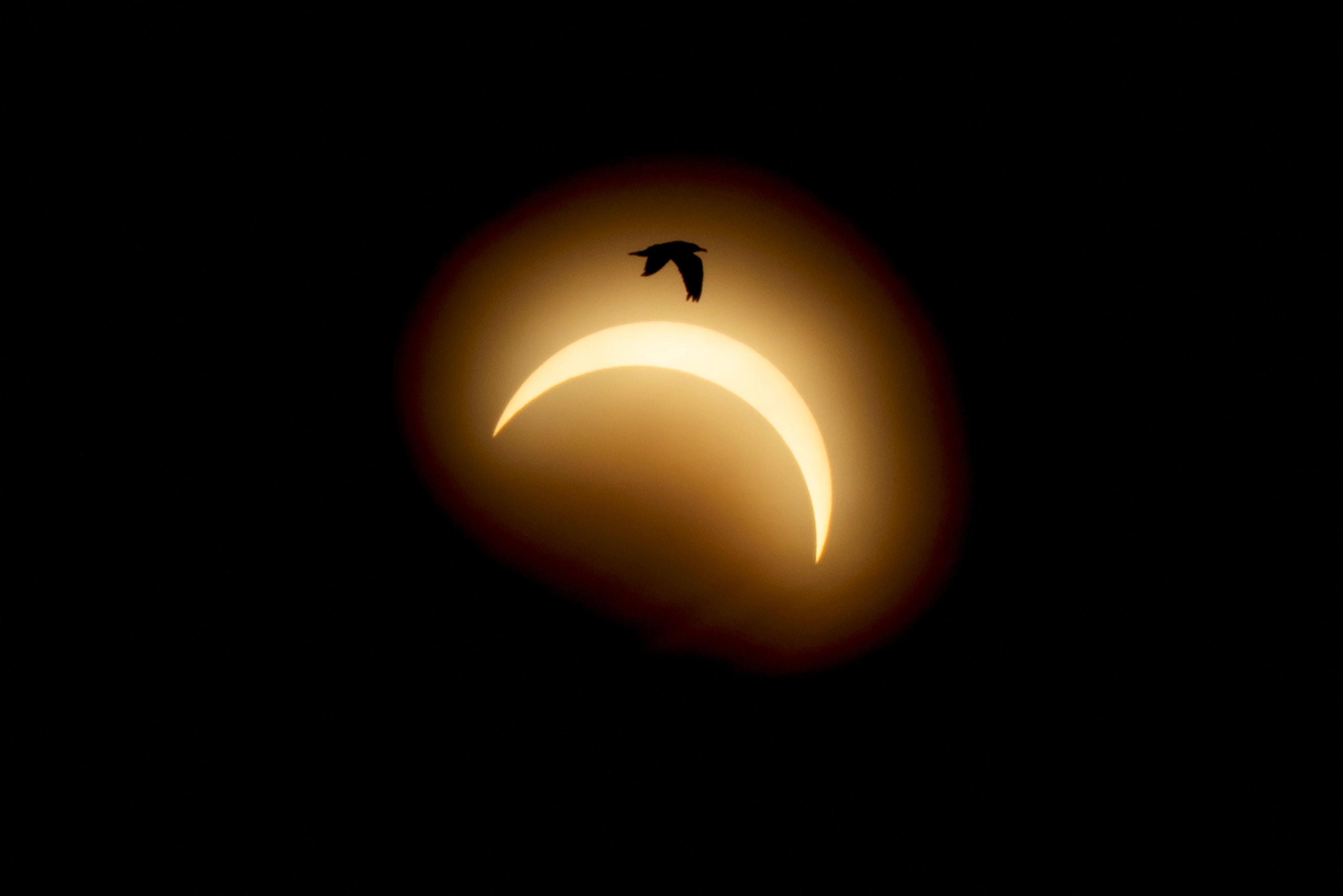 A bird flies during the solar eclipse in the town of Mariager, Denmark. Photo: Scanpix/via Reuters