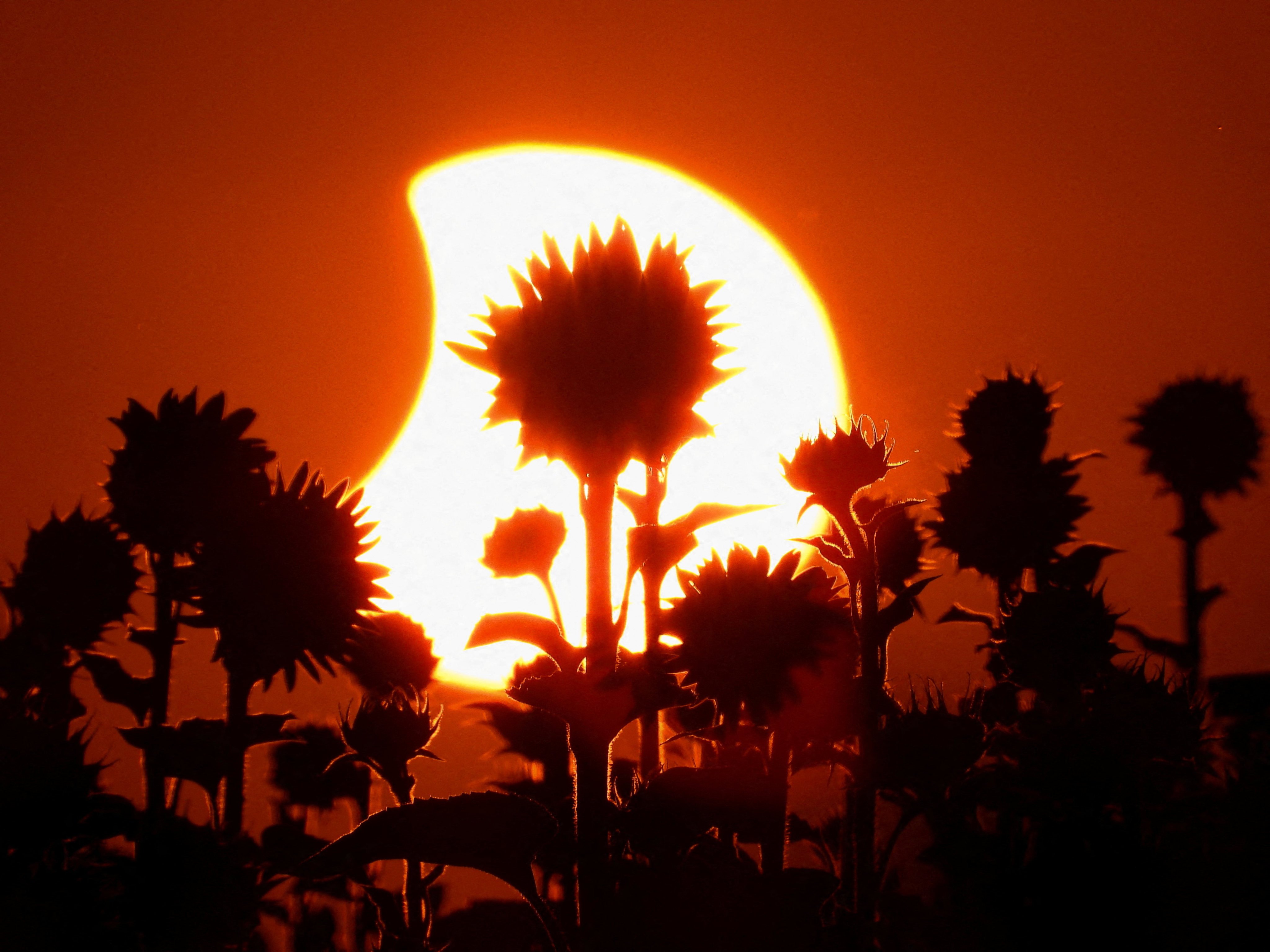 A sunflower field is silhouetted as the moon moves across the sun during a solar eclipse in Osorno, Spain, on Wednesday. Photo: Reuters