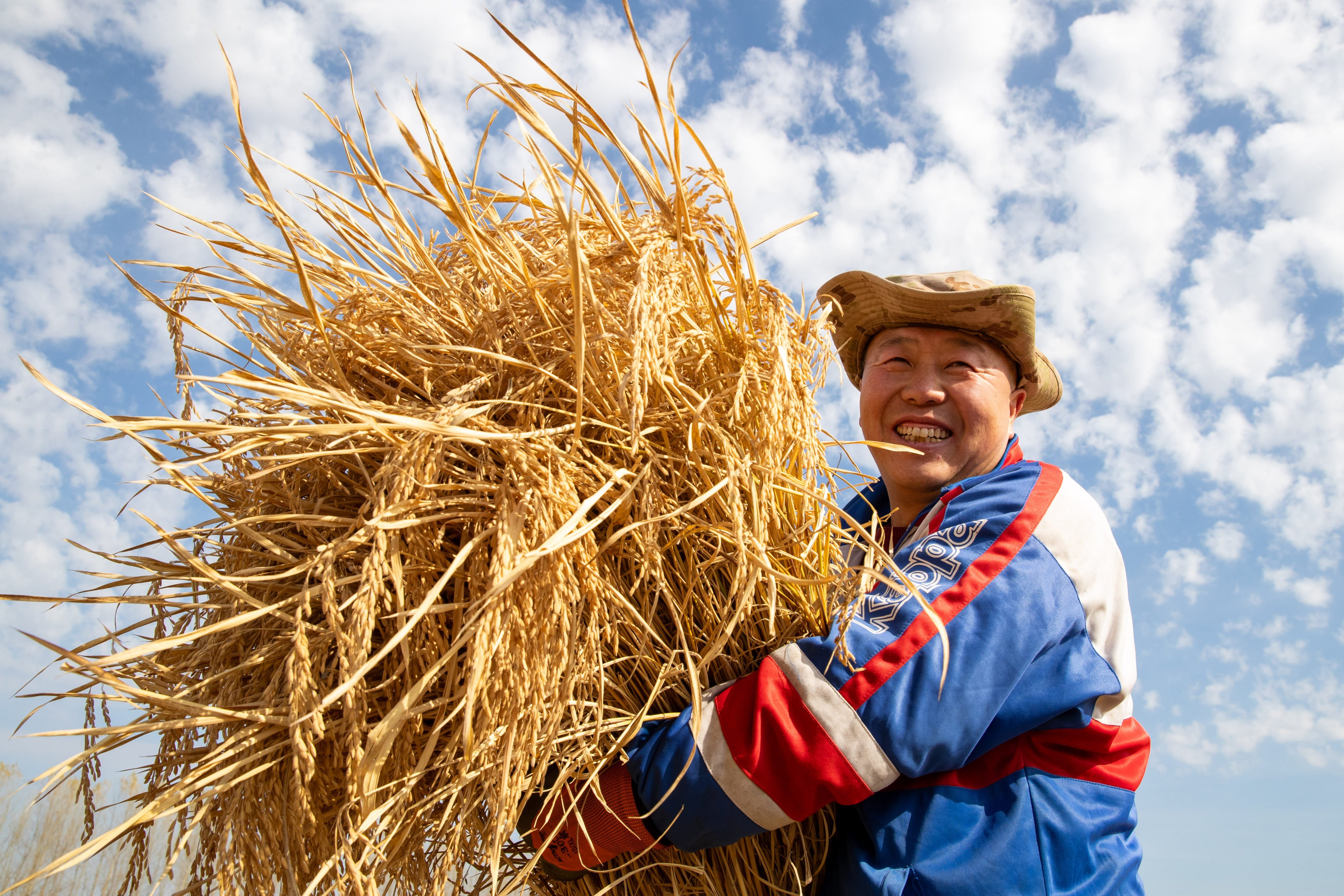 A farmer carries harvested rice in Daoxiang village, Heilongjiang province, in October 2024. In China, rice occupies a special place in the national imagination, somewhere between food and faith. Photo: Xinhua