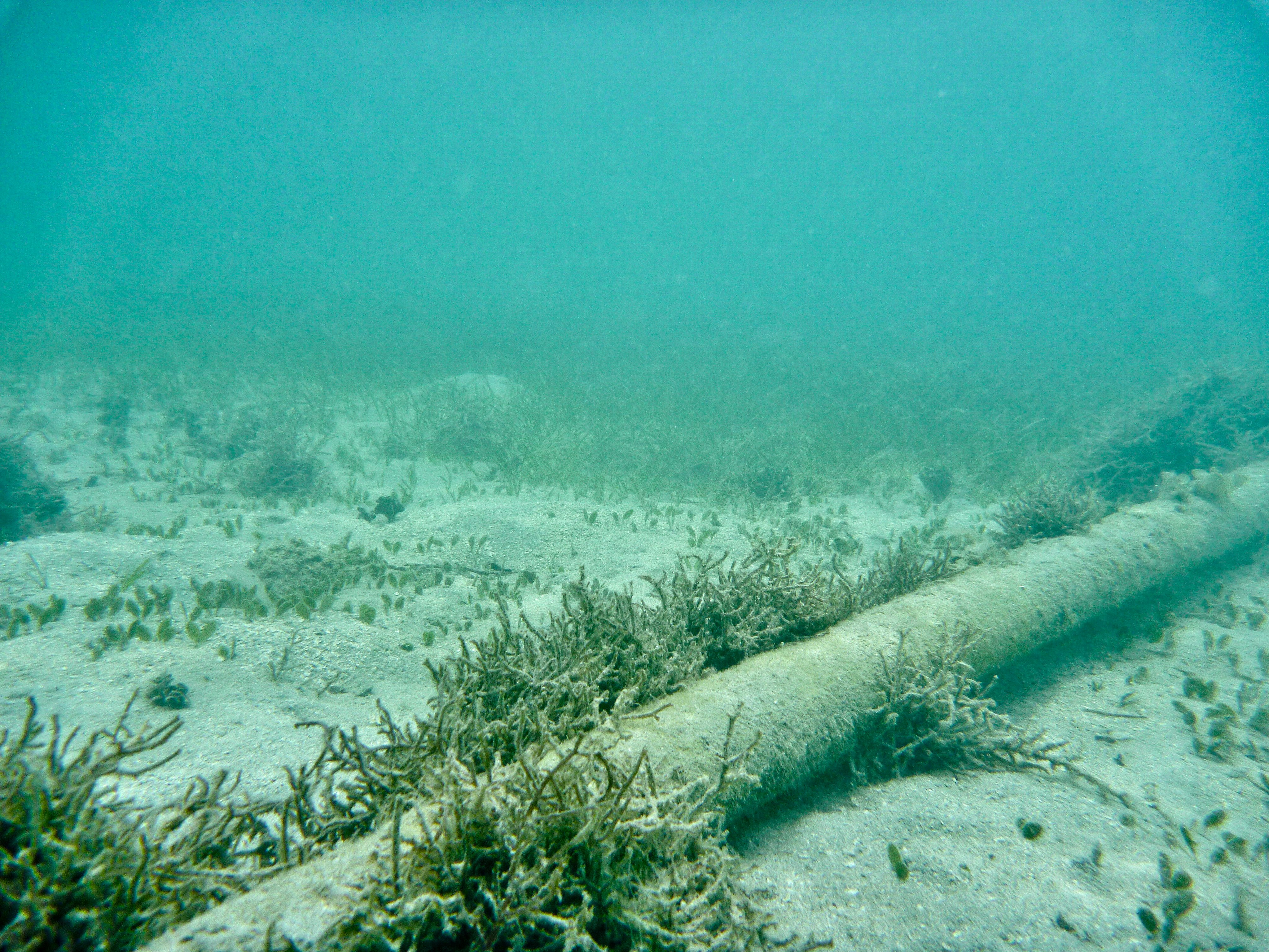 An underwater cable sits on the sea floor. Australia relies heavily on subsea cables for its data. Photo: Getty Images