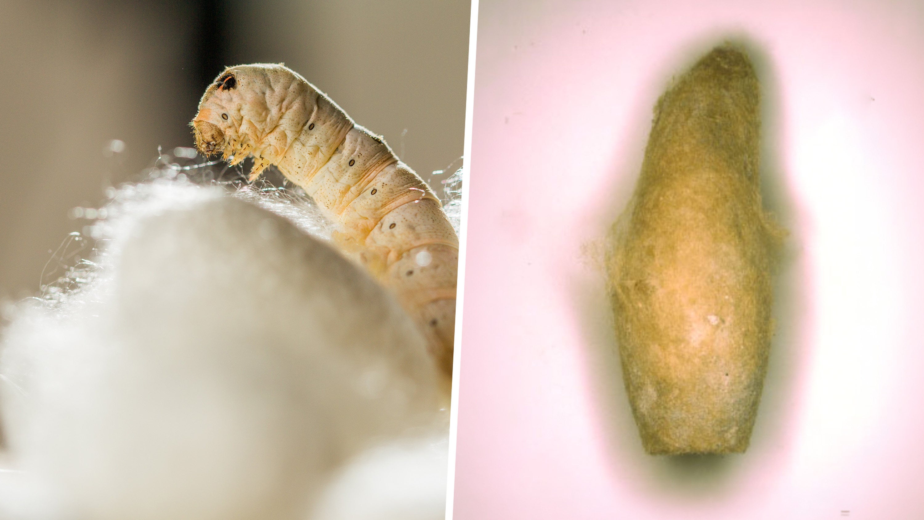 Archaeological discoveries reveal the earliest evidence of silkworm cultivation outside China, challenging long-held beliefs that silkworms were solely disseminated via the Silk Road. Photo: SCMP composite/archaeology.org/Shutterstock