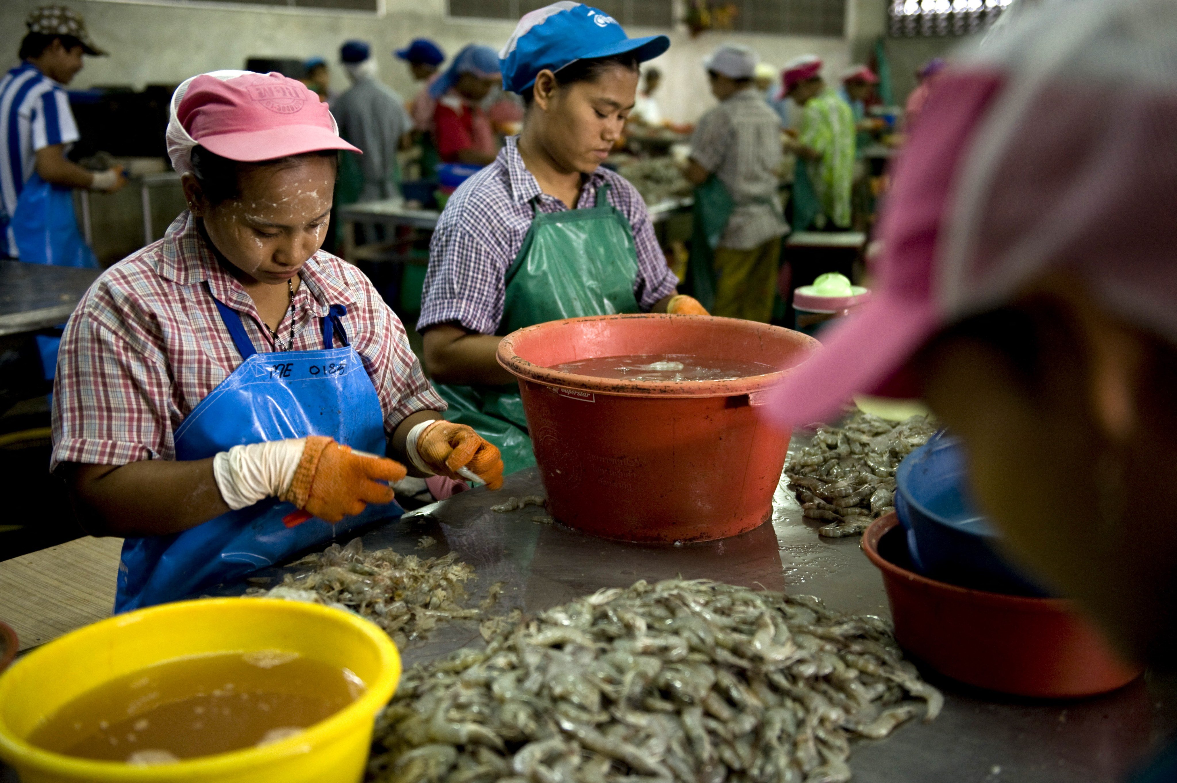 Migrant workers from Myanmar at work in a shrimp factory in Mahachai, on the outskirts of Bangkok. Photo: AFP