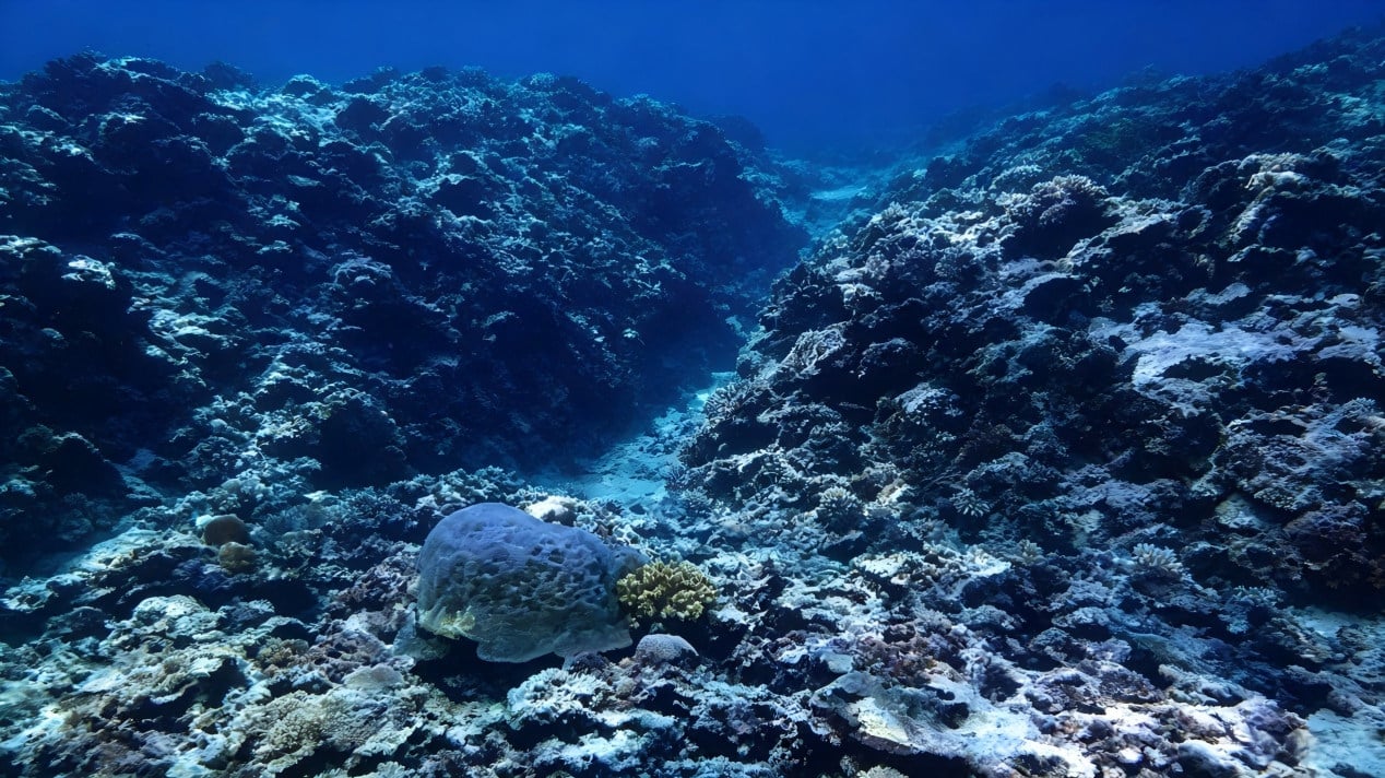 Live coral coverage at Sandy Cay in the South China Sea has plummeted by nearly 70 per cent compared with 2016 levels, according to a Chinese ecological report. Photo: Handout
