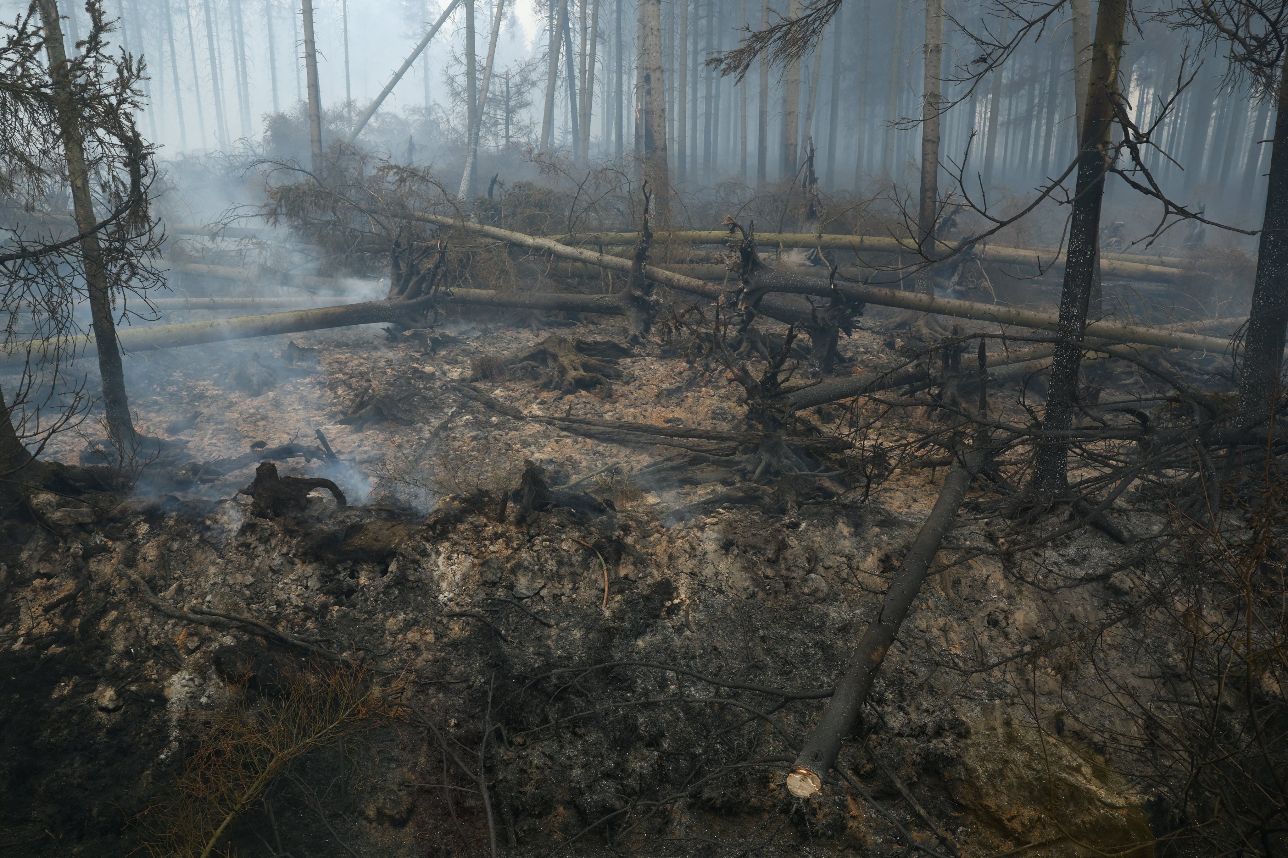 Burned trees in the area affected by wildfire near Malmedy, Belgium, on Sunday. Photo: Reuters