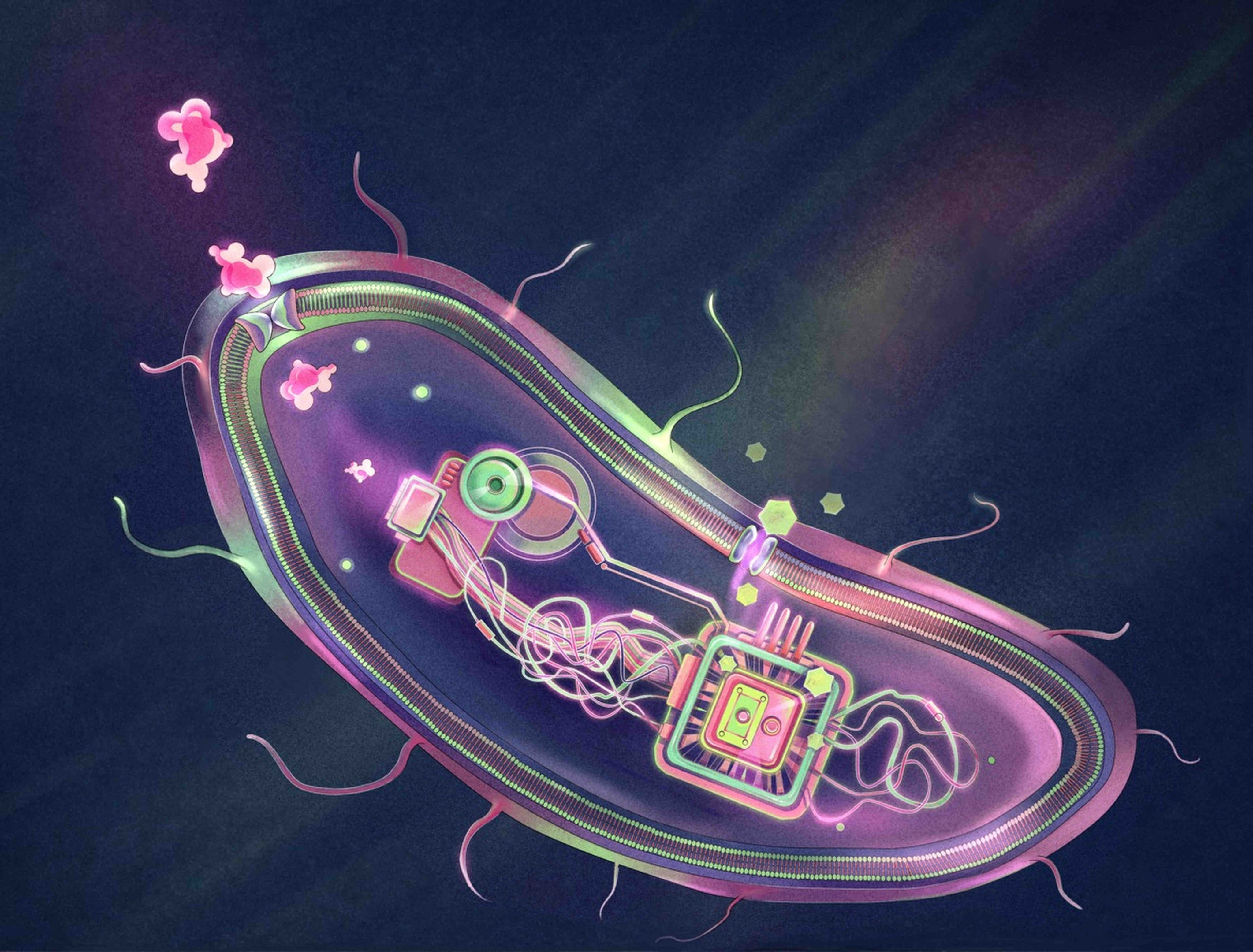 To create a “smart” probiotic that manages diabetes, Chinese scientists implanted a protein that acts like a glucose detector and the gene that encodes GLP-1 into bacteria. Photo: handout