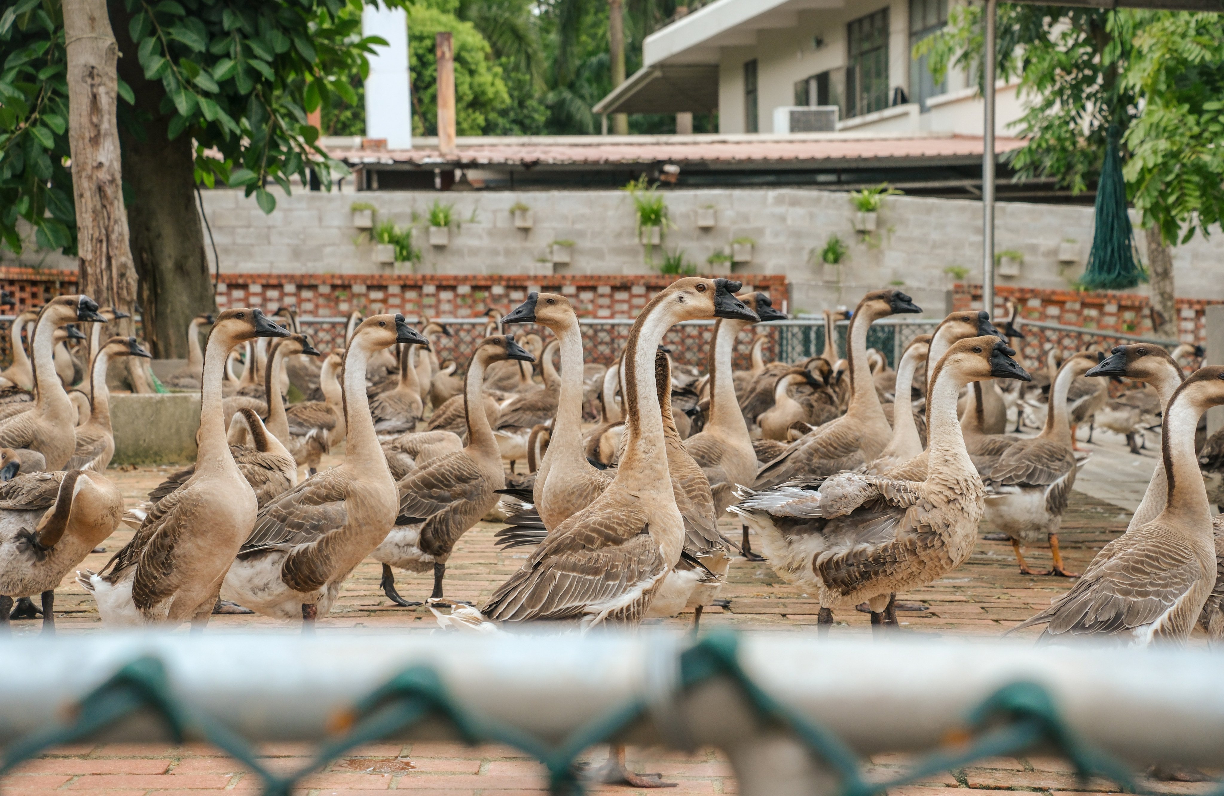 Mature geese enjoying time outside at the Jinbaotian Magang Goose Ecological Conservation Base, in Kaiping, in China's Guangdong province. Photo: Hei Kiu Au