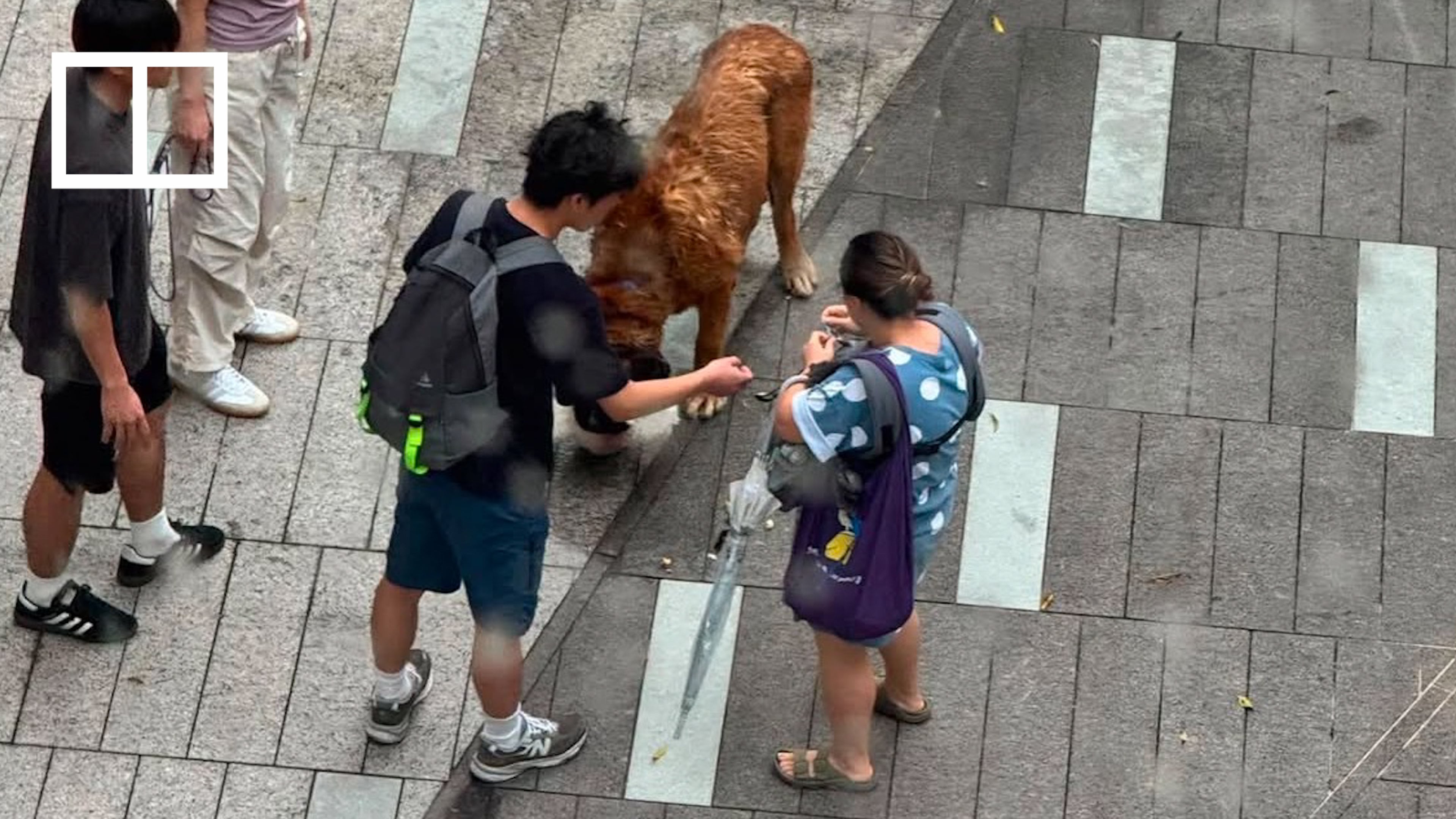 dog attack