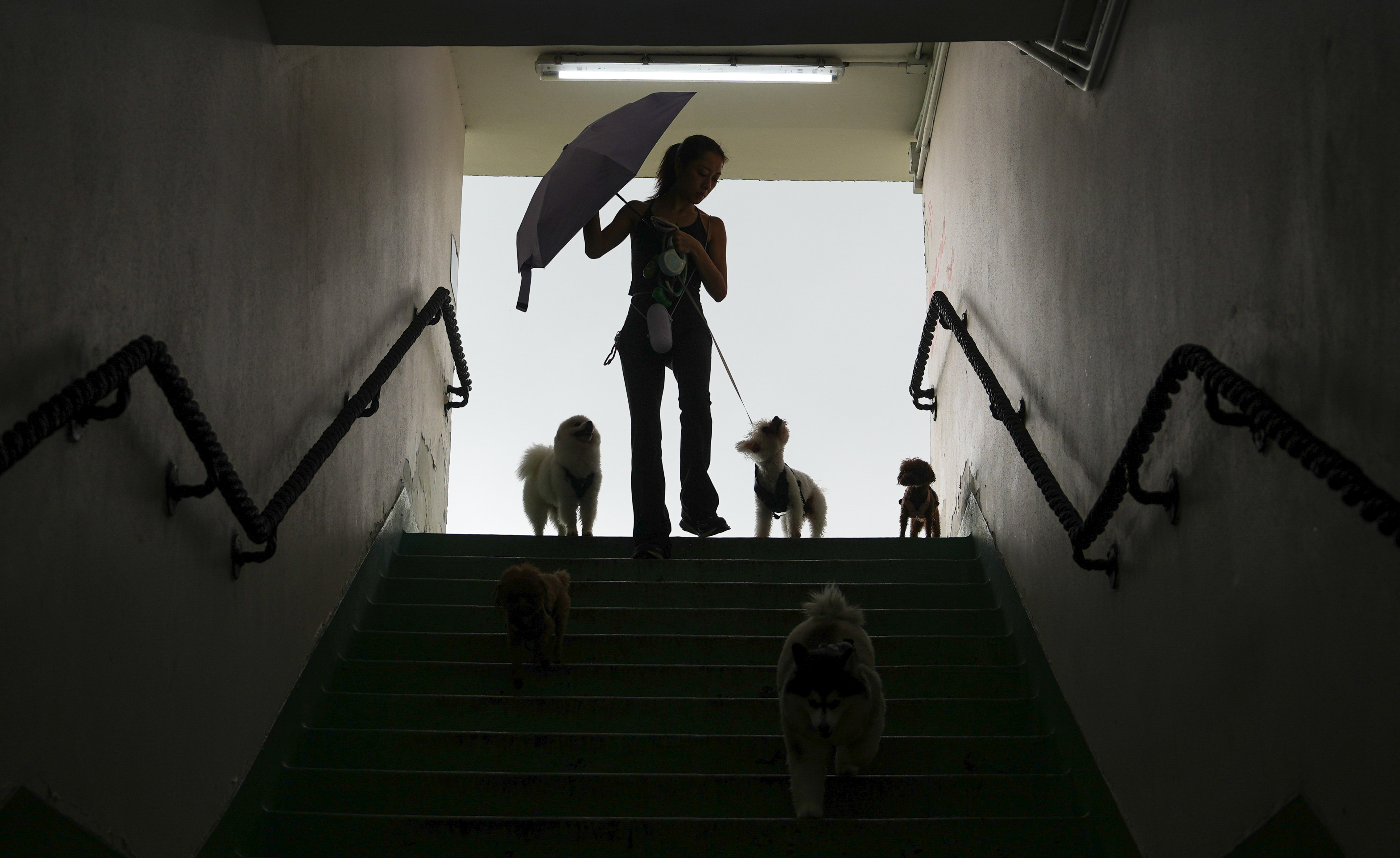 A woman walks  her dogs in the rain at Causeway Bay. Photo: Sam Tsang