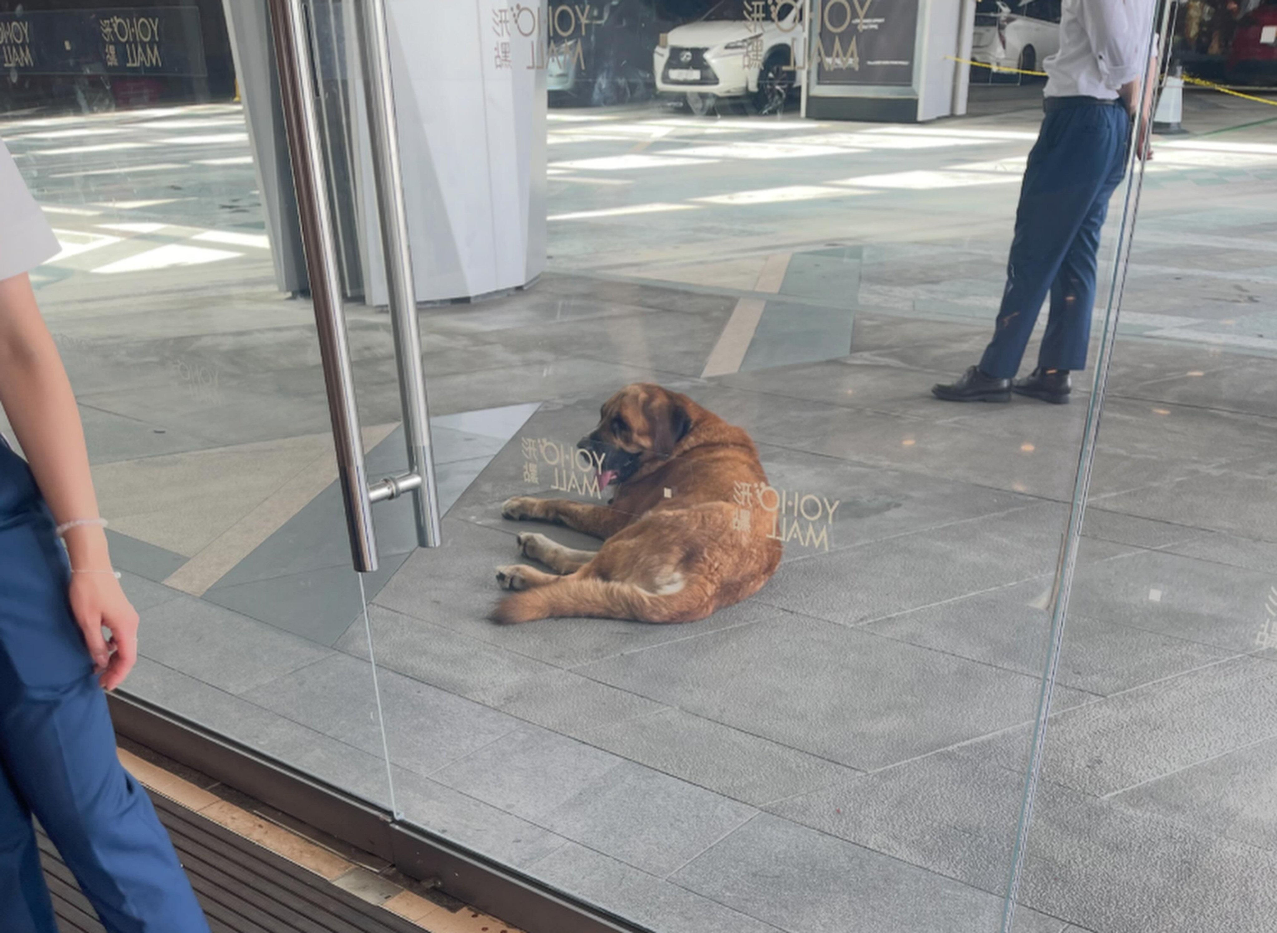 A 60kg dog that fatally mauled two smaller pets in Yuen Long could be euthanised if surrendered by its owner. Photo: Threads/ cyii_w