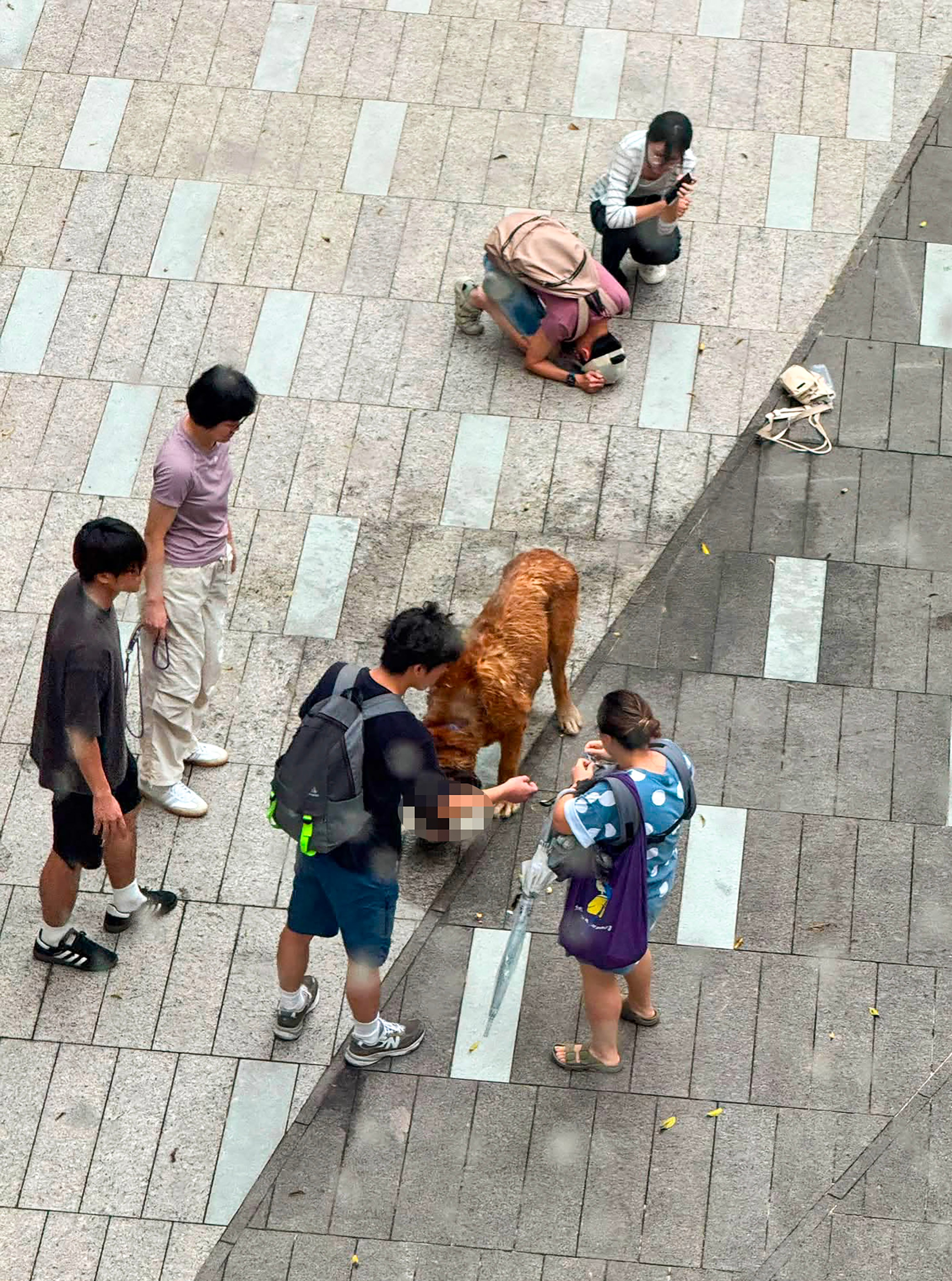 A 60kg dog that fatally mauled two smaller pets in Yuen Long could be euthanised if surrendered by its owner. Photo: Threads/yyy.yuu