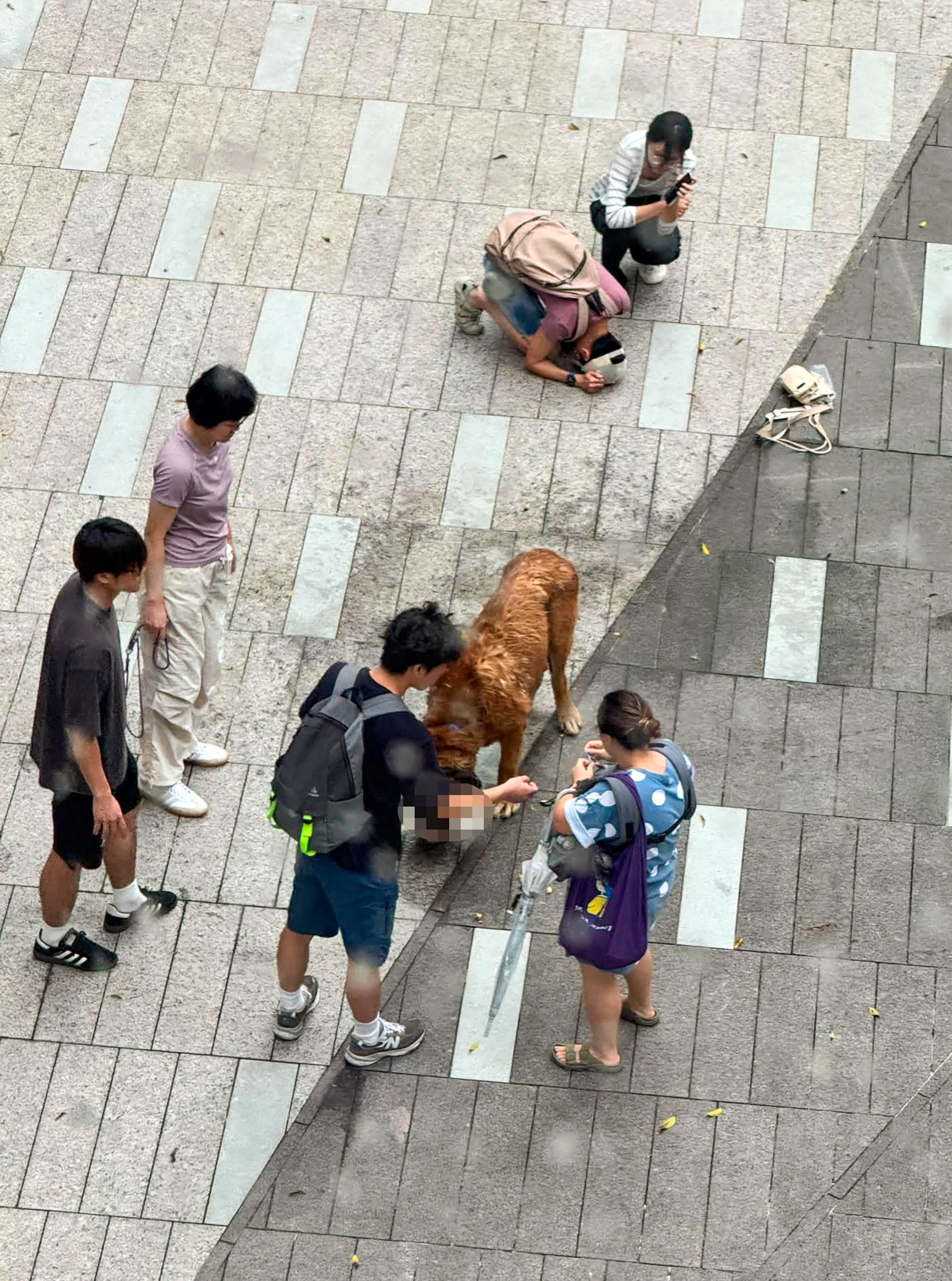 Hong Kong charges dog owner after his large dog attacked and killed two smaller pets. Photo: Threads/yyy.yuu