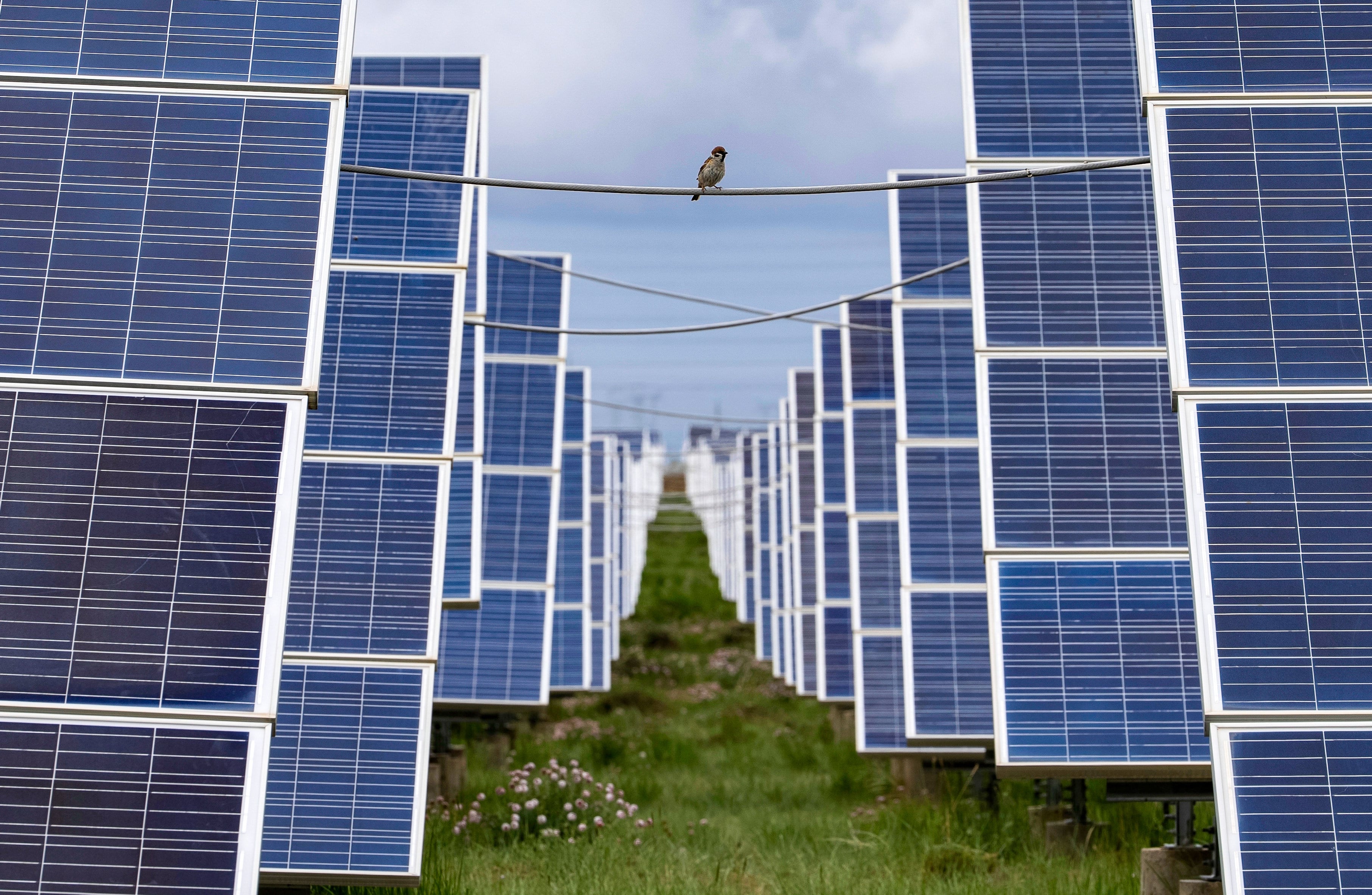 scmp.com - Victoria Bela - International study finds solar panels in China could be harming birds