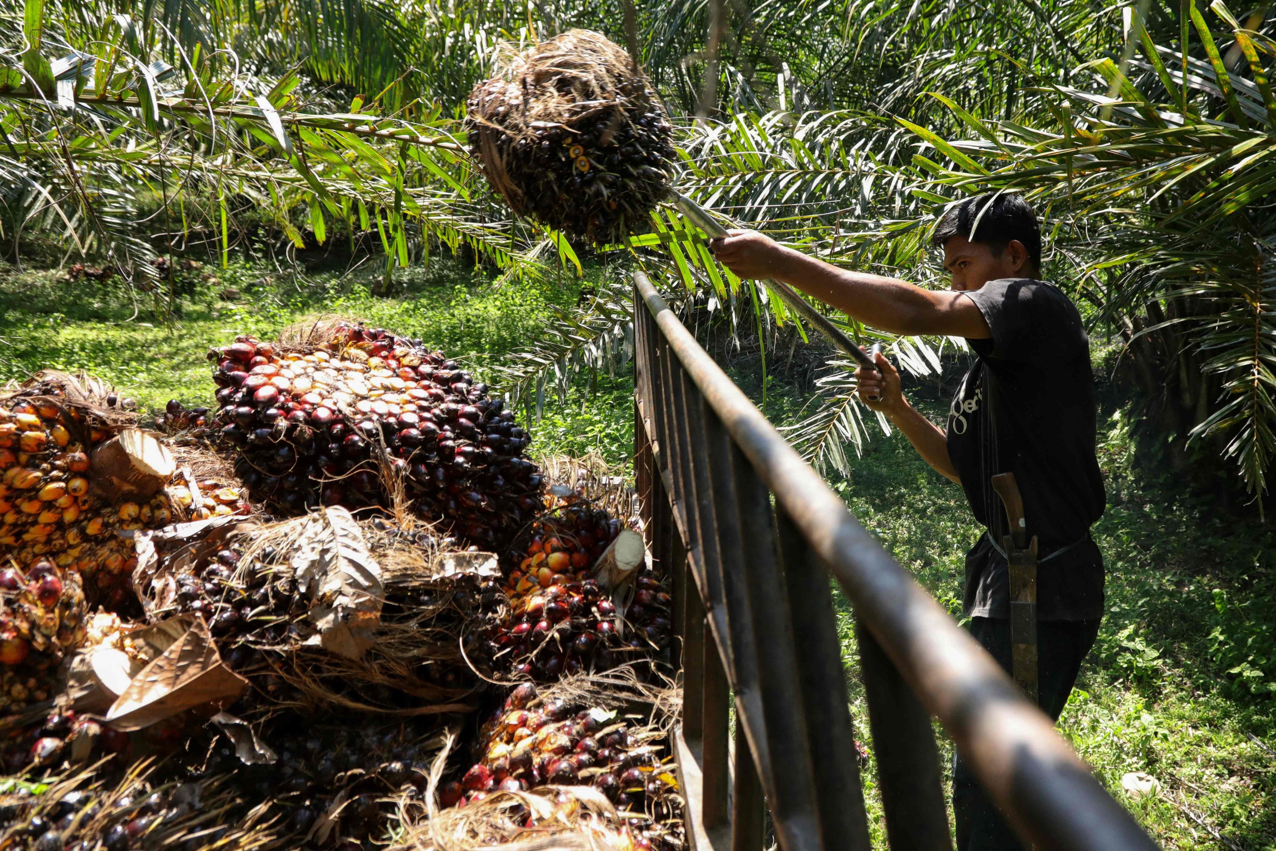 A worker harvests oil palm fruits, used to produce palm oil, at a plantation in Kutamakmur, Aceh. Photo: AFP