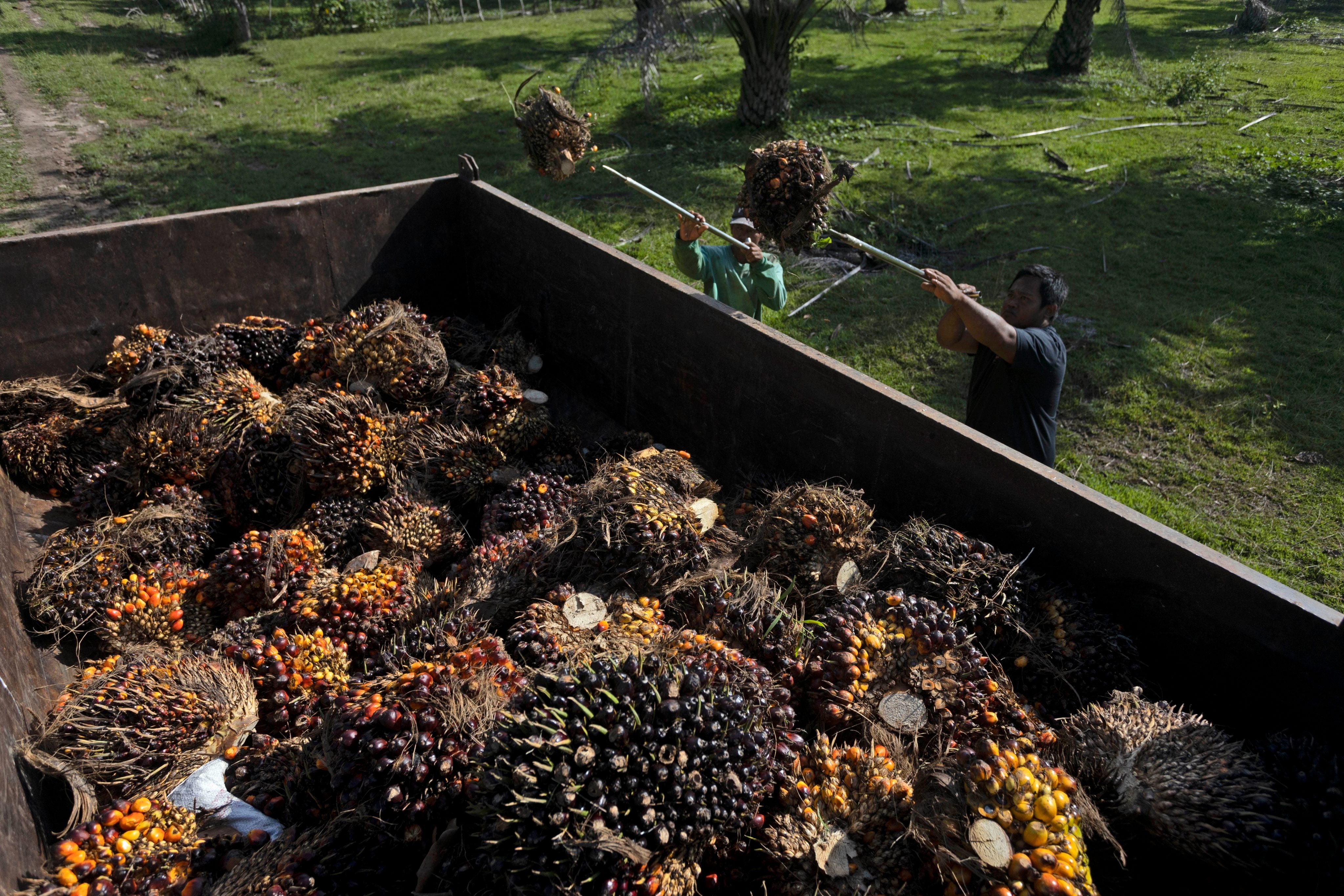 Palm fruit loaded onto a truck at a palm oil plantation in Polewali Mandar, South Sulawesi, Indonesia. Photo: AP