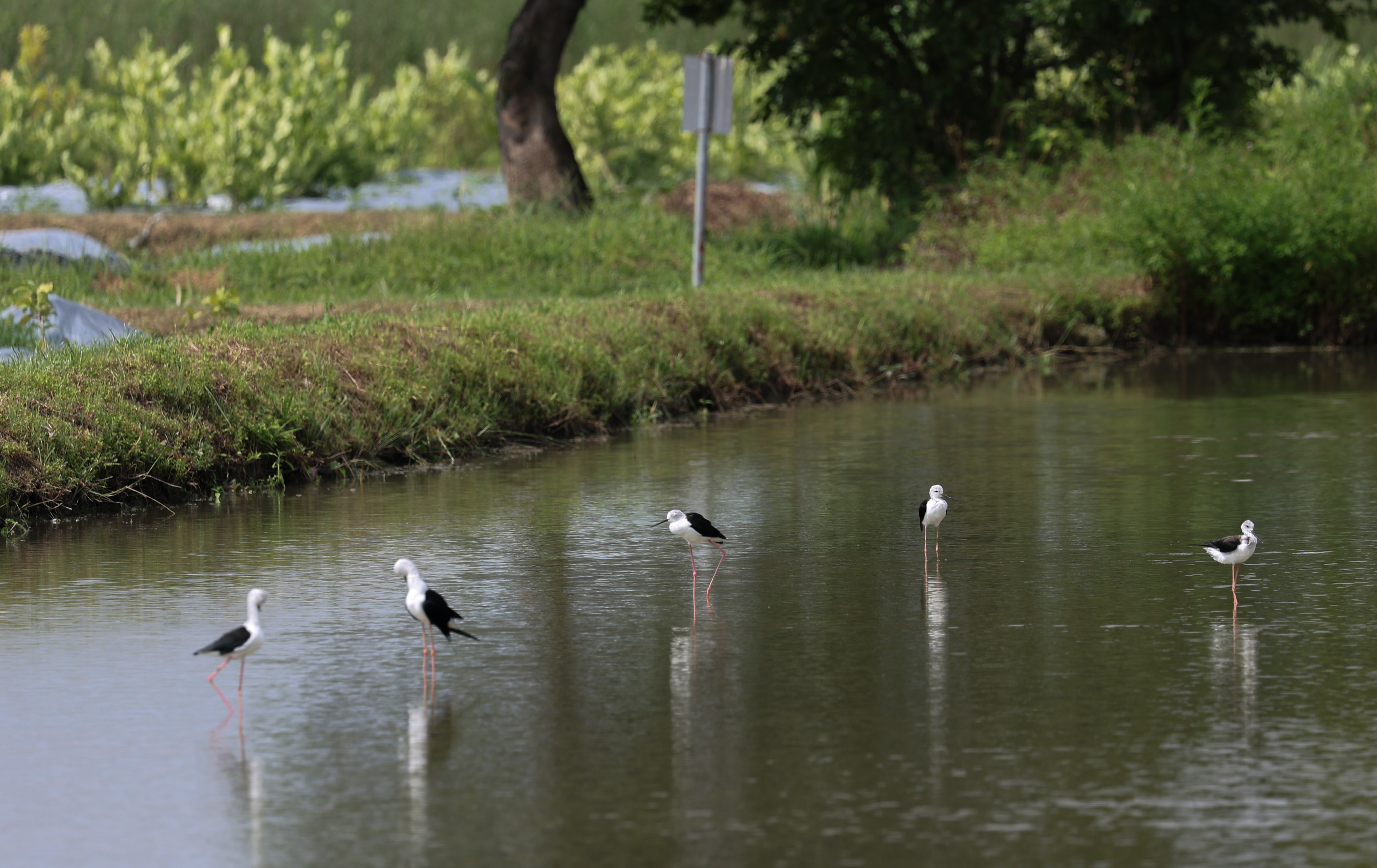 Birds in Long Valley Nature Park on August 15. The Long Valley freshwater wetlands are the largest man-made freshwater wetland remaining in the city. Photo: Edmond So