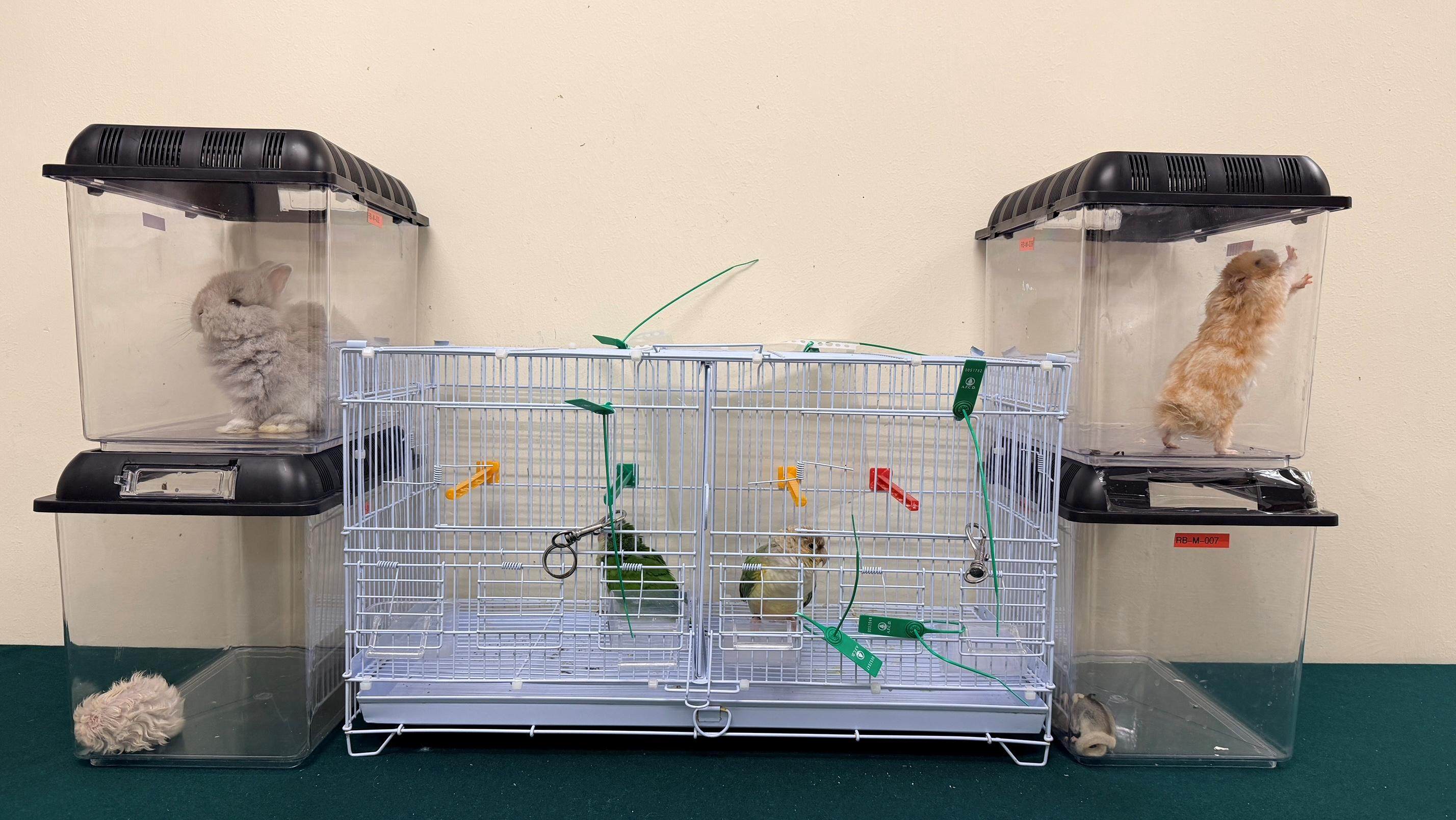 Customs officers stopped a 21-year-old mainland Chinese woman at the Lok Ma Chau Spur Line control point and found a rabbit, hamster, guinea pig, sugar glider and two parrots suspected to be endangered species. Photo: Handout