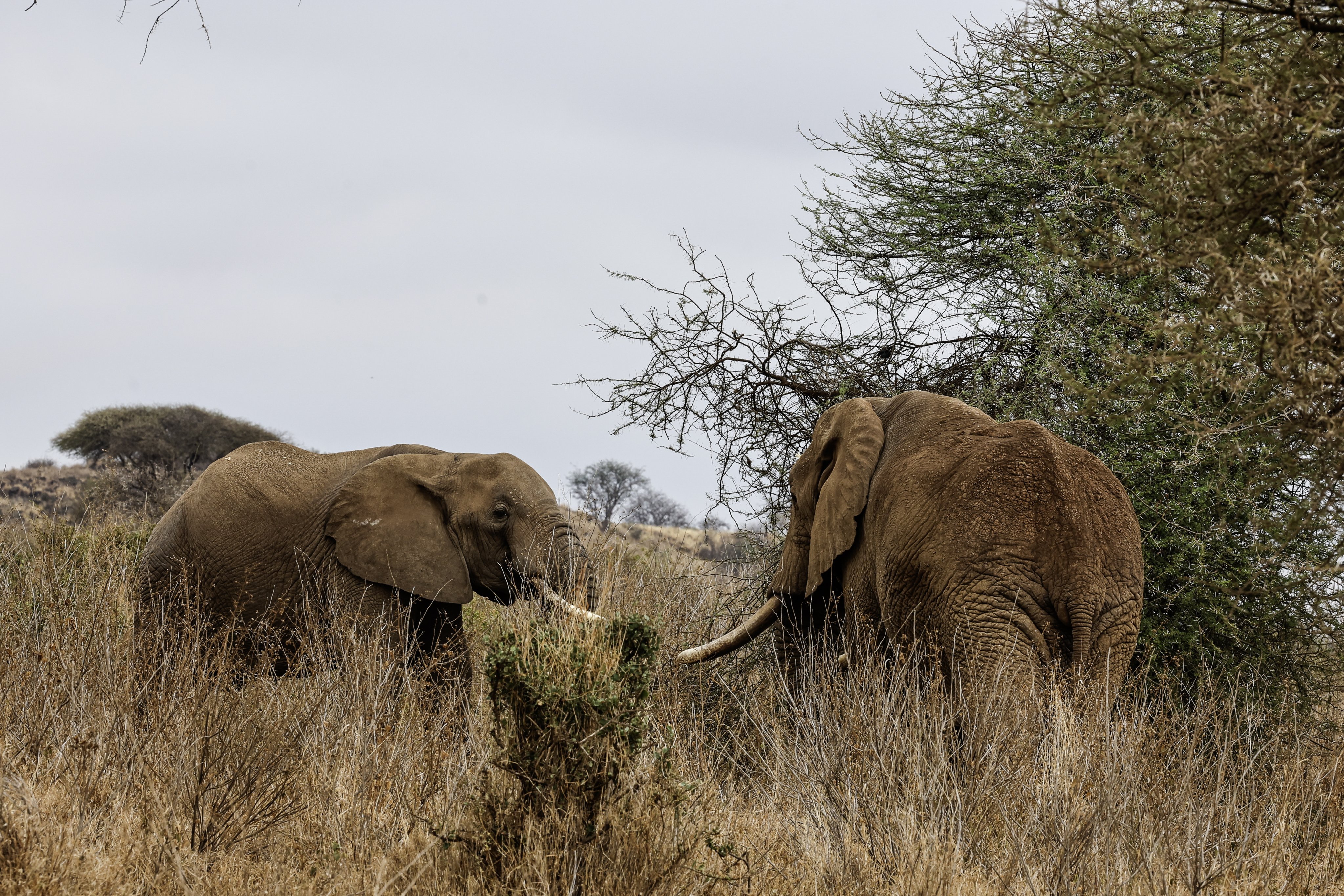 Bull elephants feed within Kitenden B Community Conservancy on the outskirts of Amboseli National Park in Kajiado county, Kenya, on Wednesday. Photo: EPA