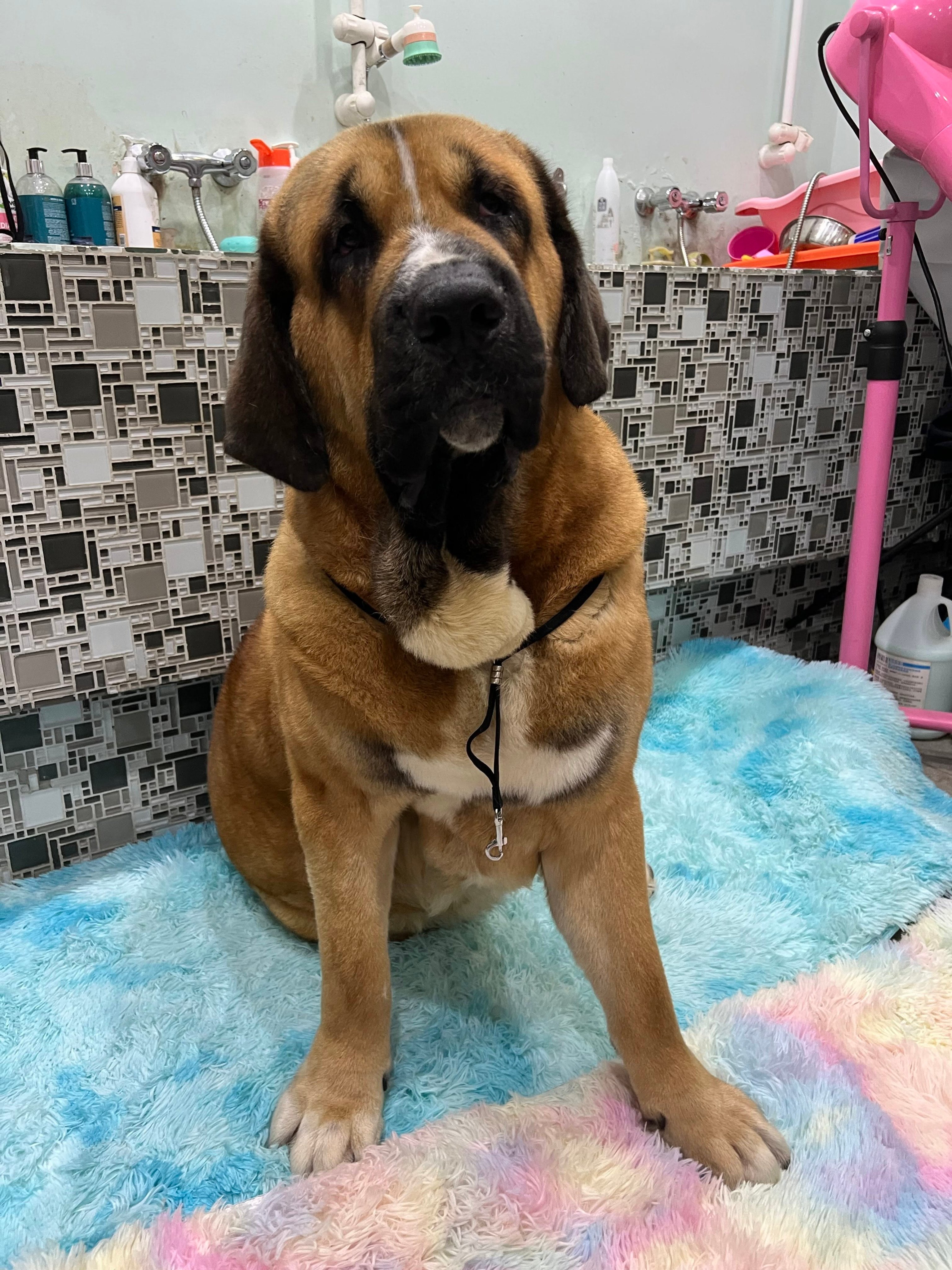 scmp.com - Leopold Chen - Hong Kong urged to adopt trait-based dog tiers, DNA checks after fatal attacks
