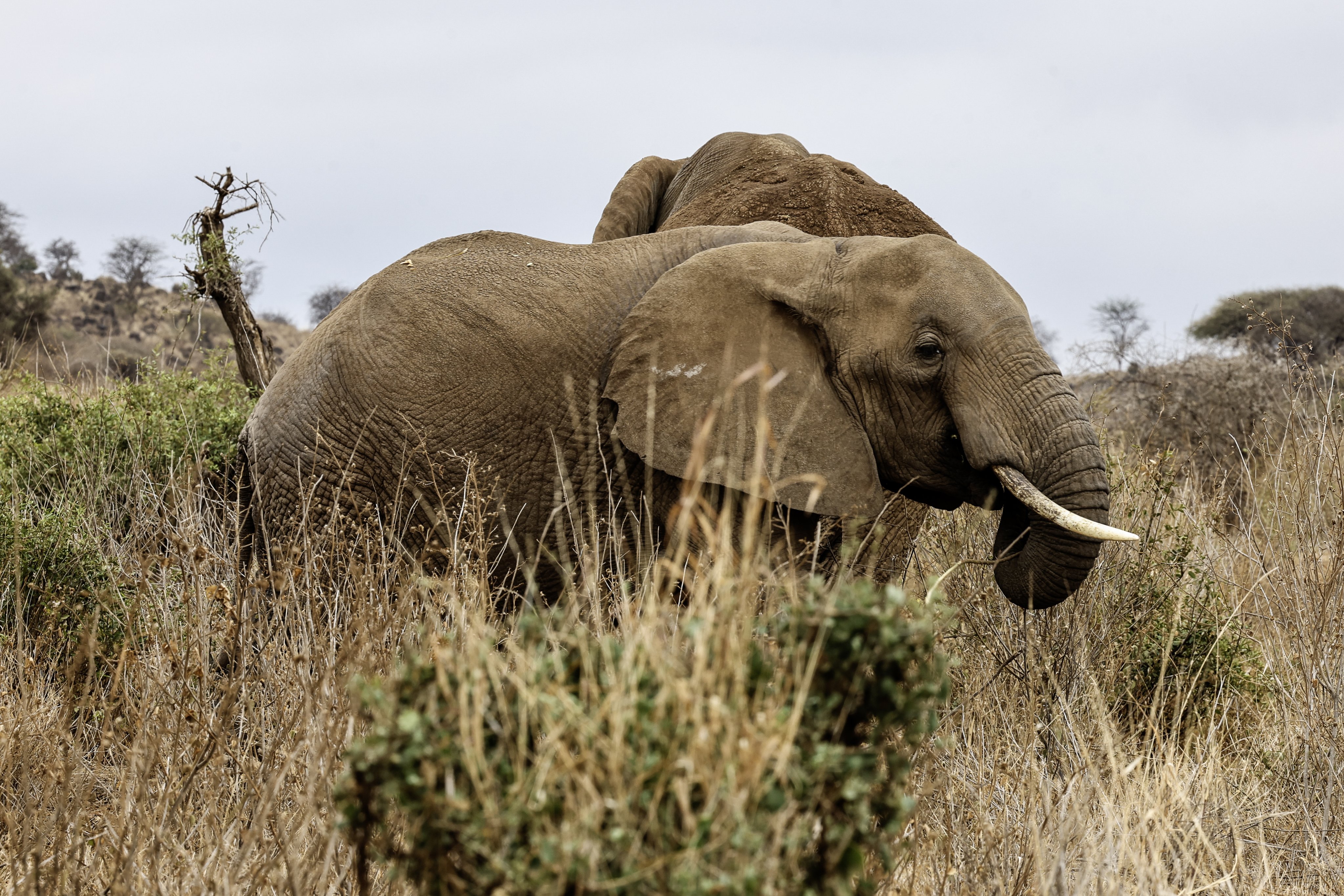 Bull elephants feed within Kitenden B Community Conservancy on the outskirts of Amboseli National Park in Kajiado County, Kenya, on Wednesday. Photo: EPA